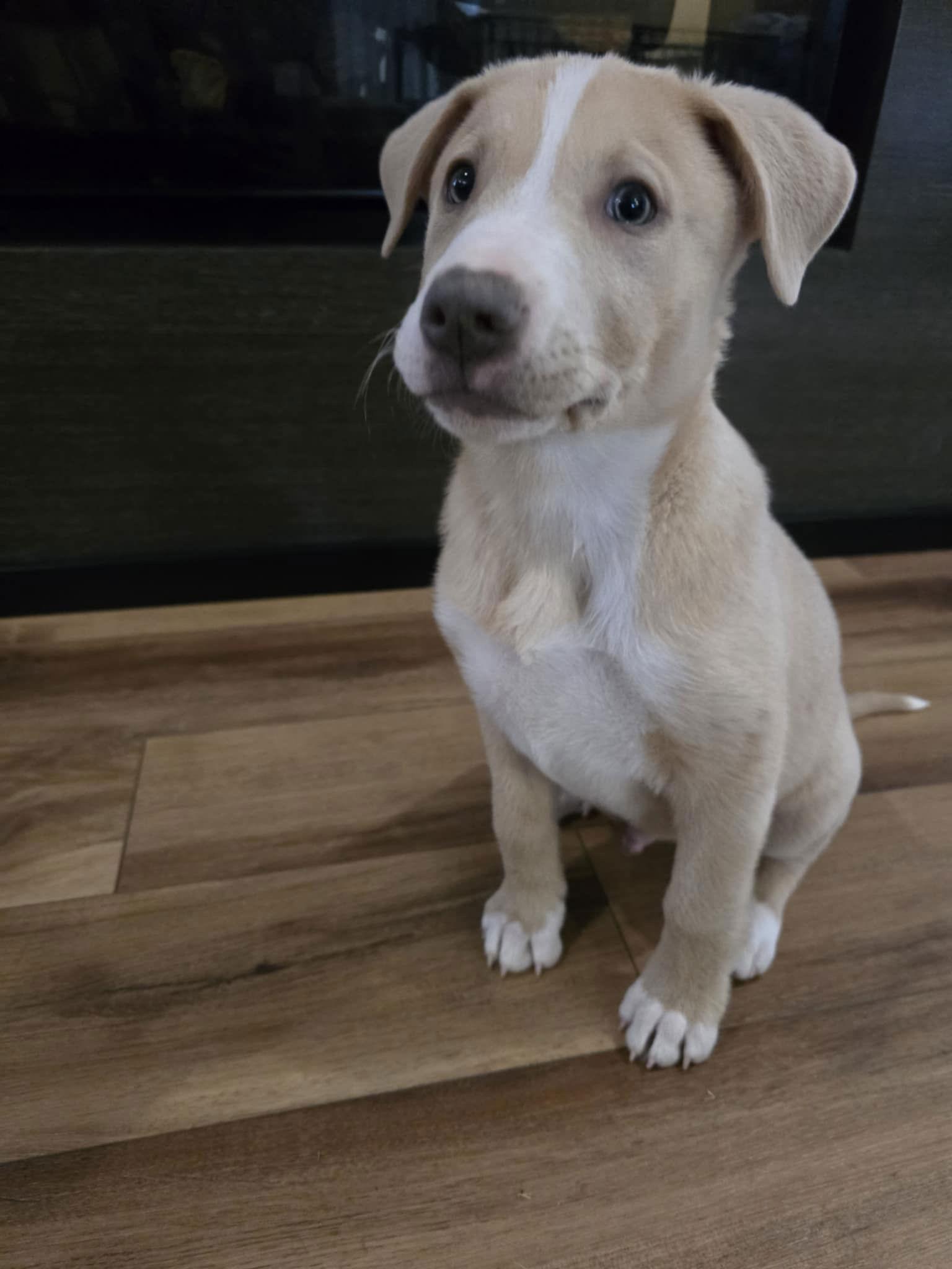 Enlarge Charlie, a Adoptable Husky in Barnhart, MO image 3/3