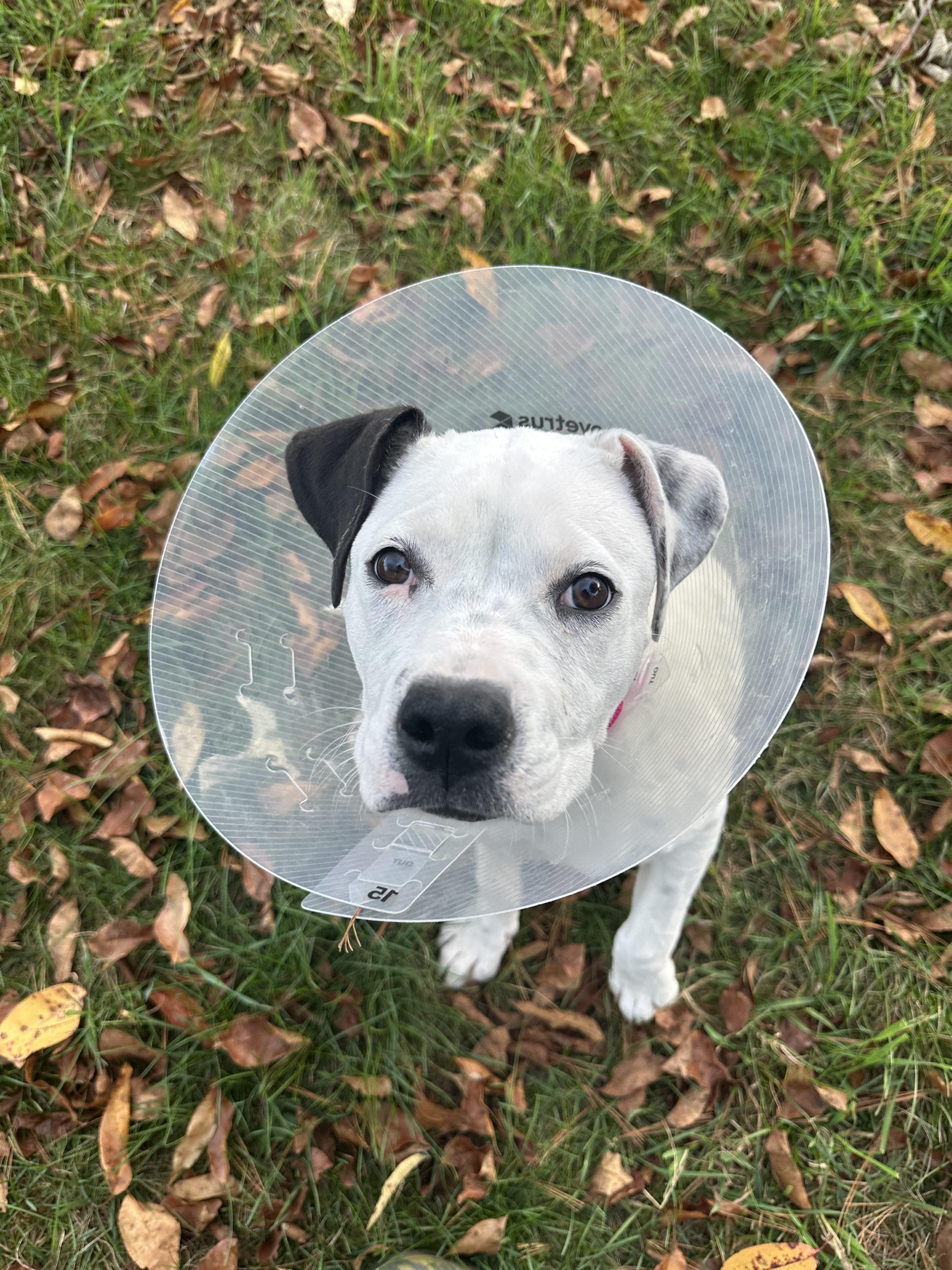 Tuli, an adoptable Mixed Breed in Iron River, MI, 49935 | Photo Image 1