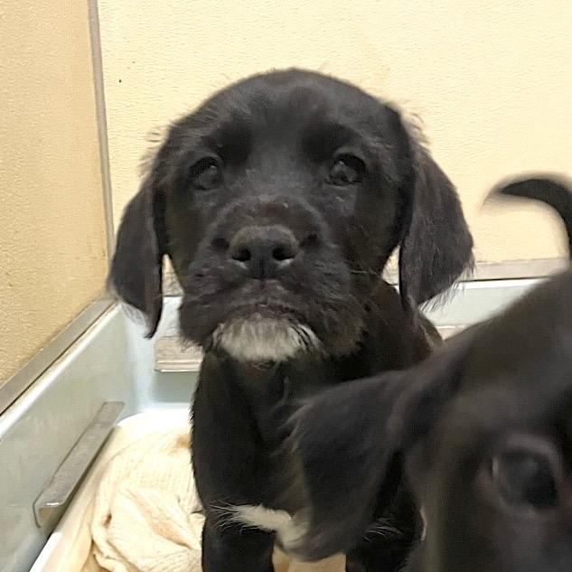 Bronson — thumbnail 2