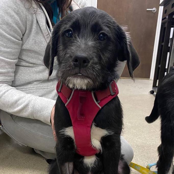 Bronson — thumbnail 3