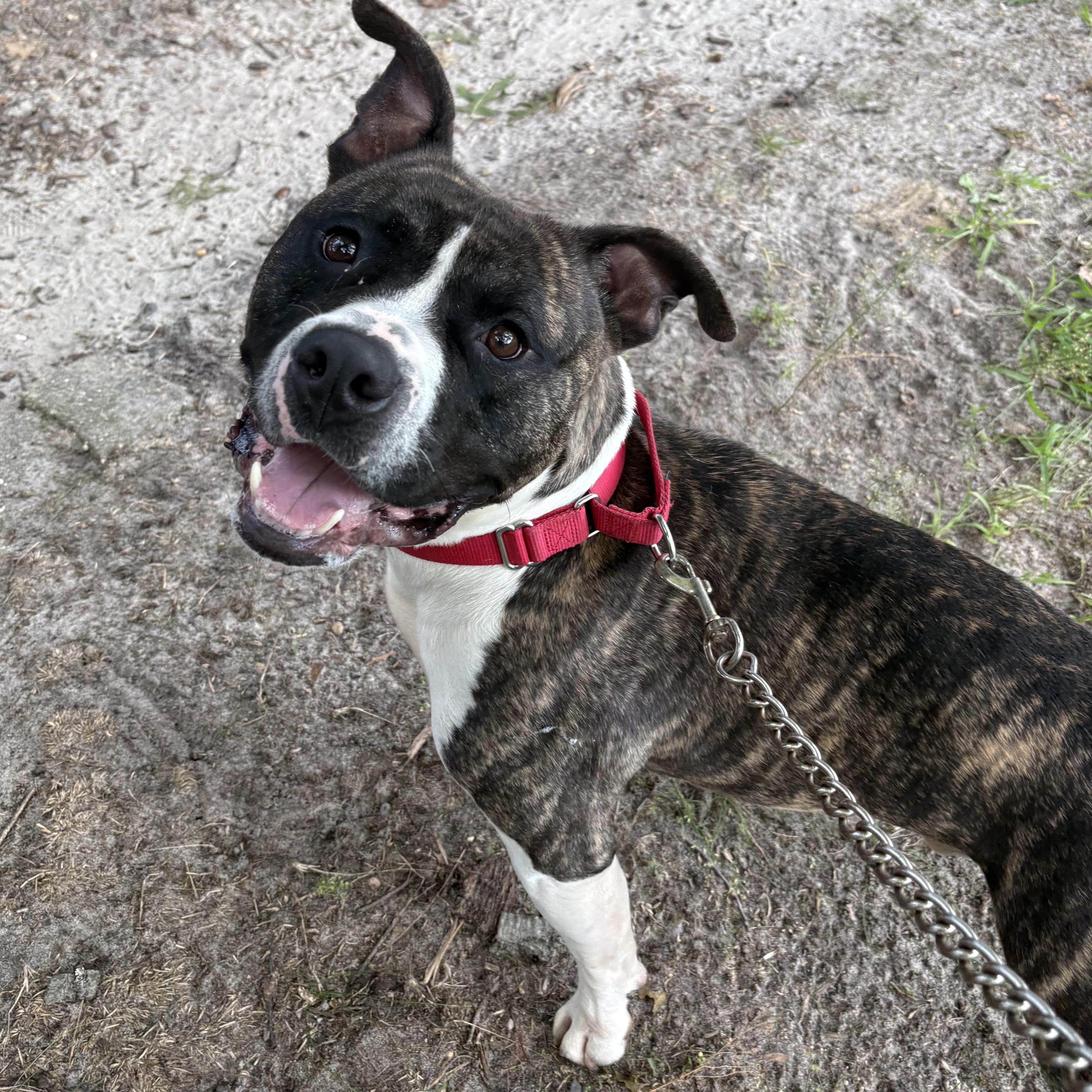Enlarge Apollo, a Adoptable mixed breed in Eatontown, NJ image 2/6