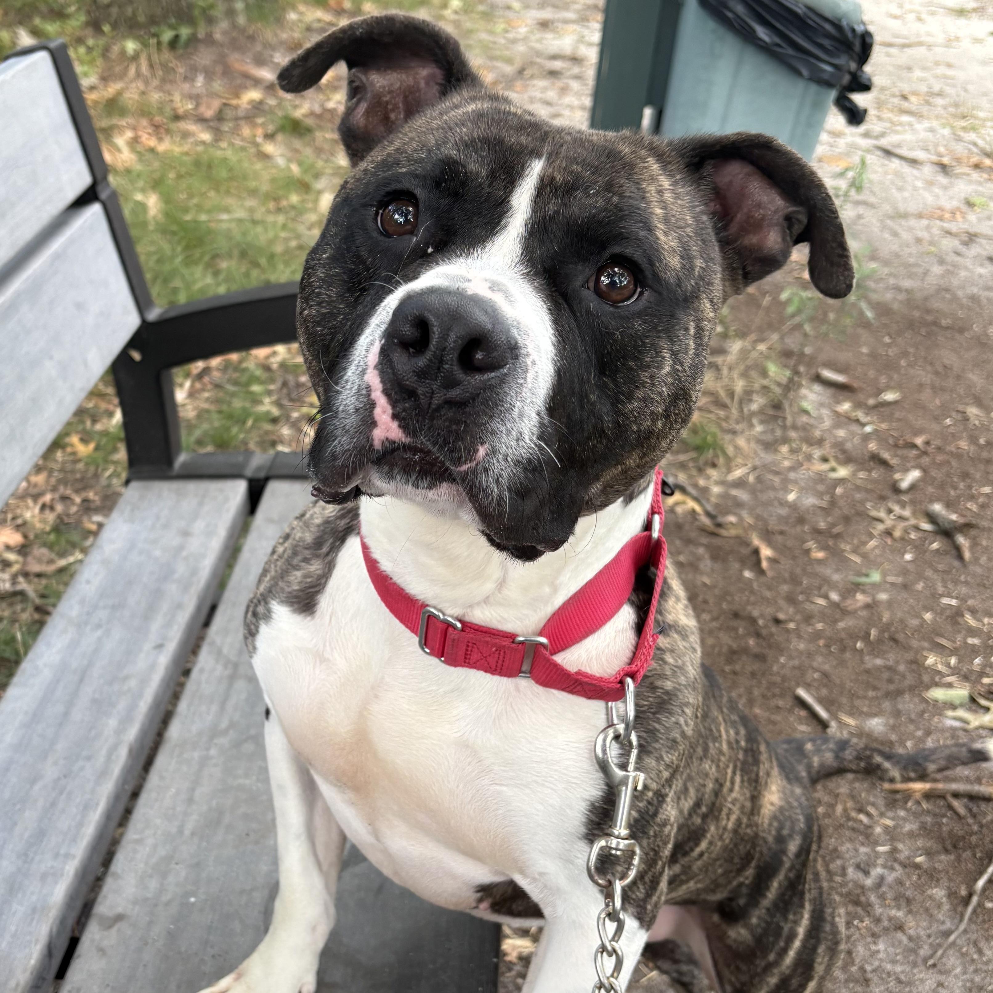 Enlarge Apollo, a Adoptable mixed breed in Eatontown, NJ image 3/6