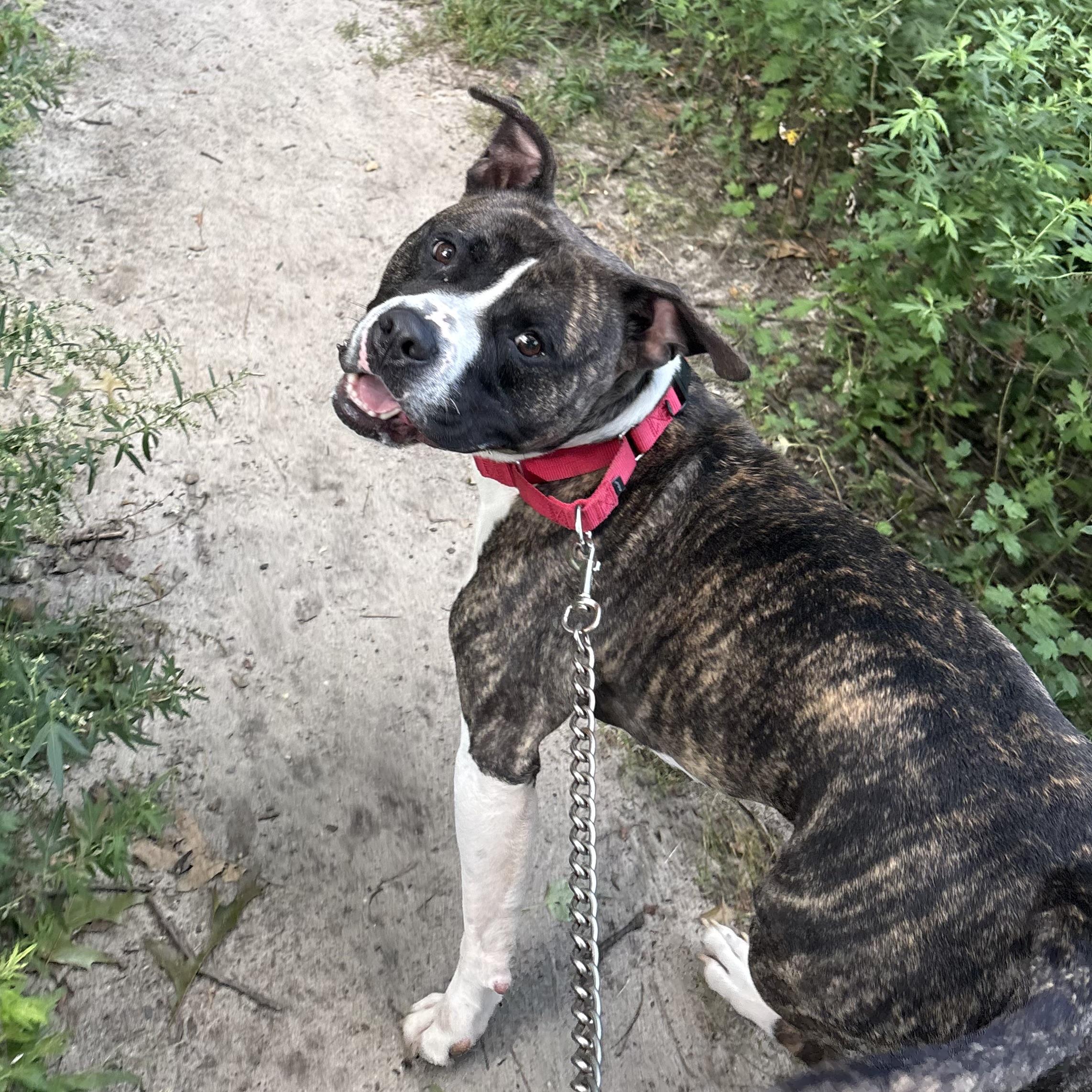 Enlarge Apollo, a Adoptable mixed breed in Eatontown, NJ image 5/6
