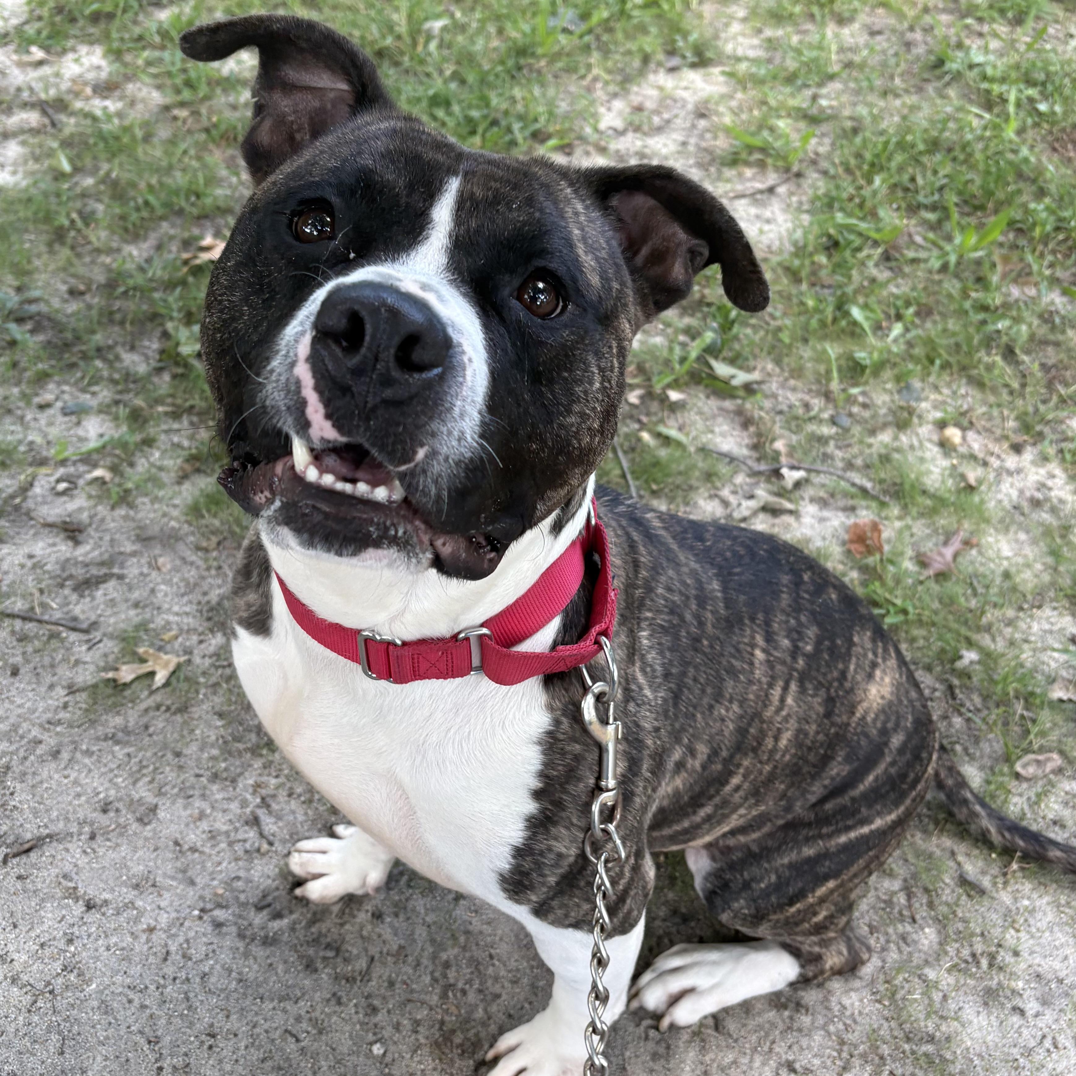 Enlarge Apollo, a Adoptable mixed breed in Eatontown, NJ image 6/6