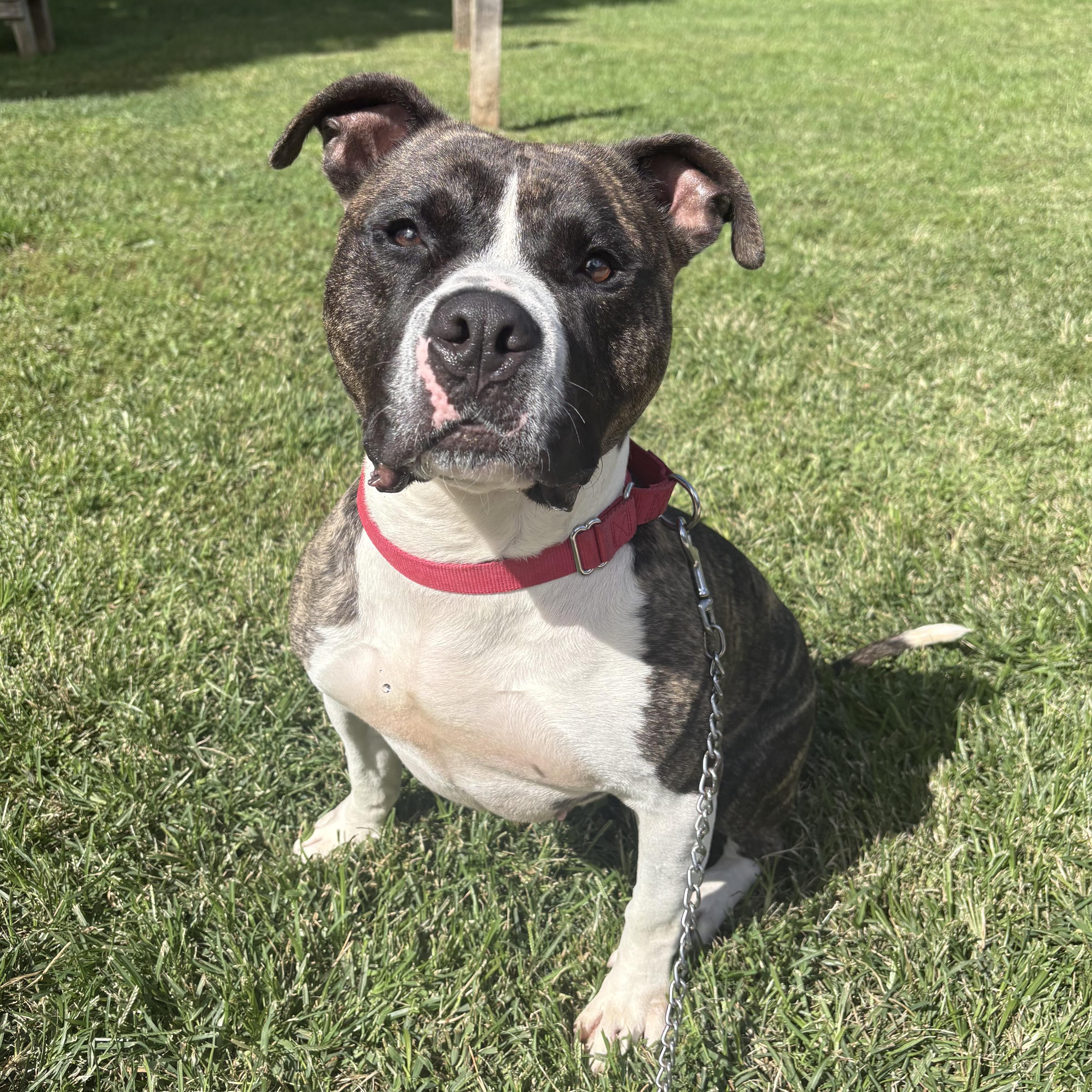 Apollo, Adoptable, Adult Male Pit Bull Terrier.