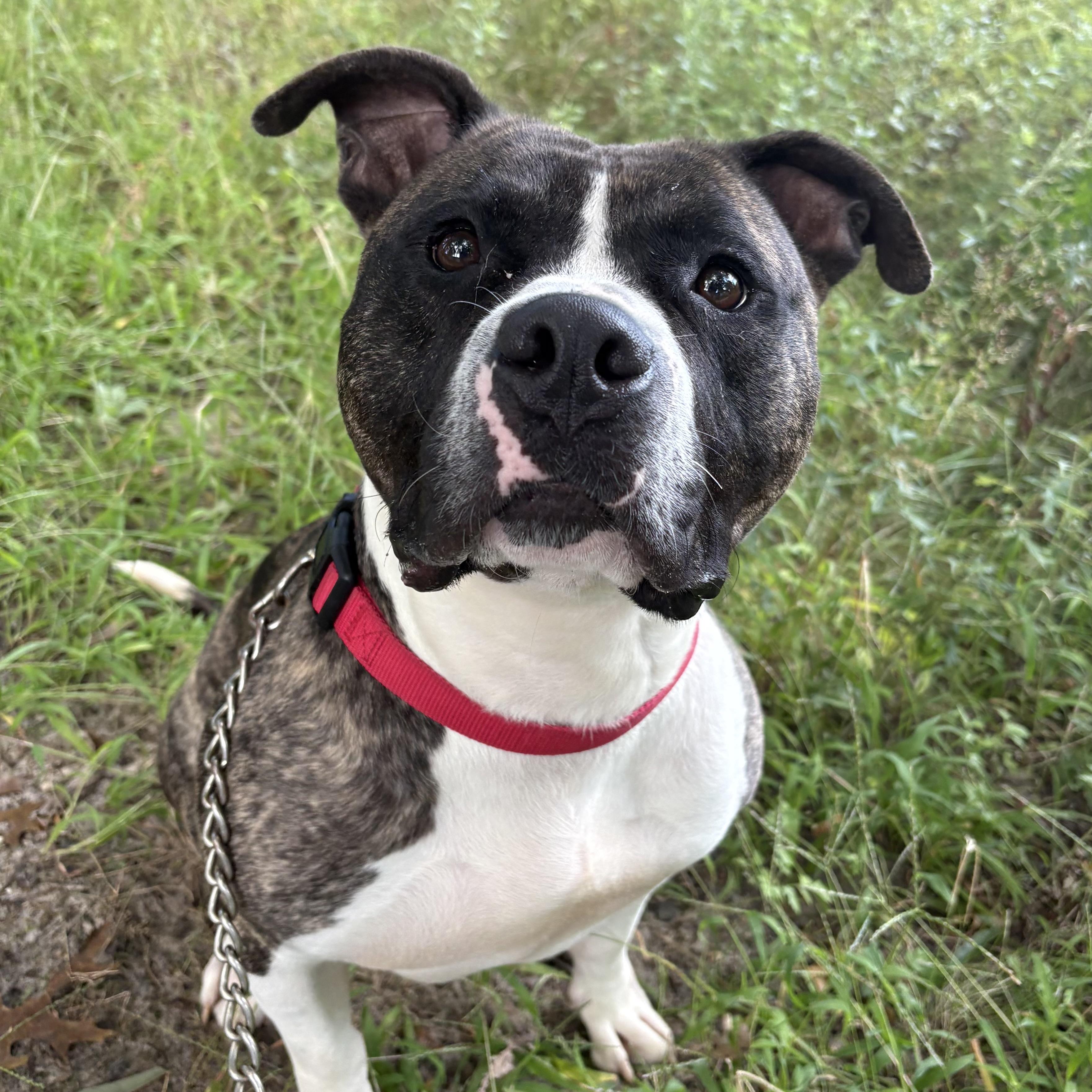Enlarge Apollo, a Adoptable mixed breed in Eatontown, NJ image 4/6