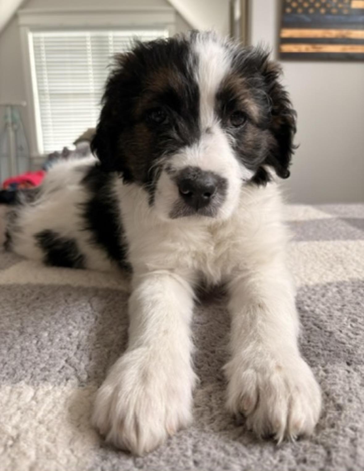 Enlarge Christin, a ADOPTABLE mixed breed in Richmond, VA image 6/6