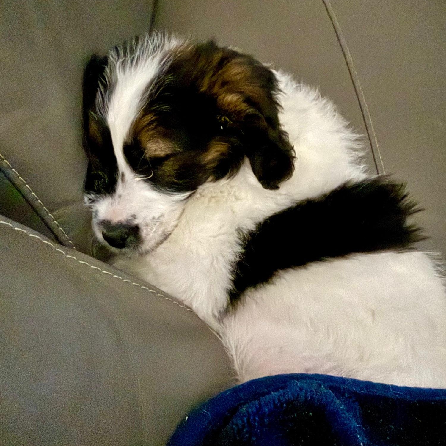 Enlarge Christin, a ADOPTABLE mixed breed in Richmond, VA image 5/6