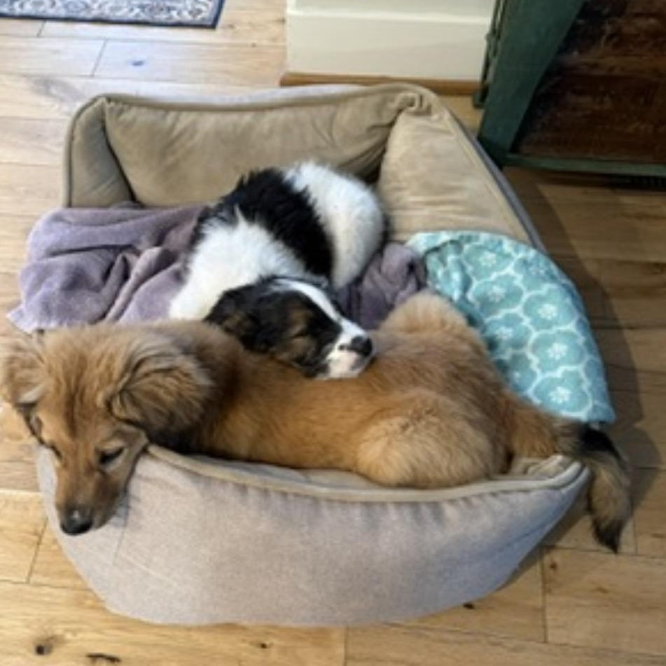 Enlarge Christin, a ADOPTABLE mixed breed in Richmond, VA image 2/6