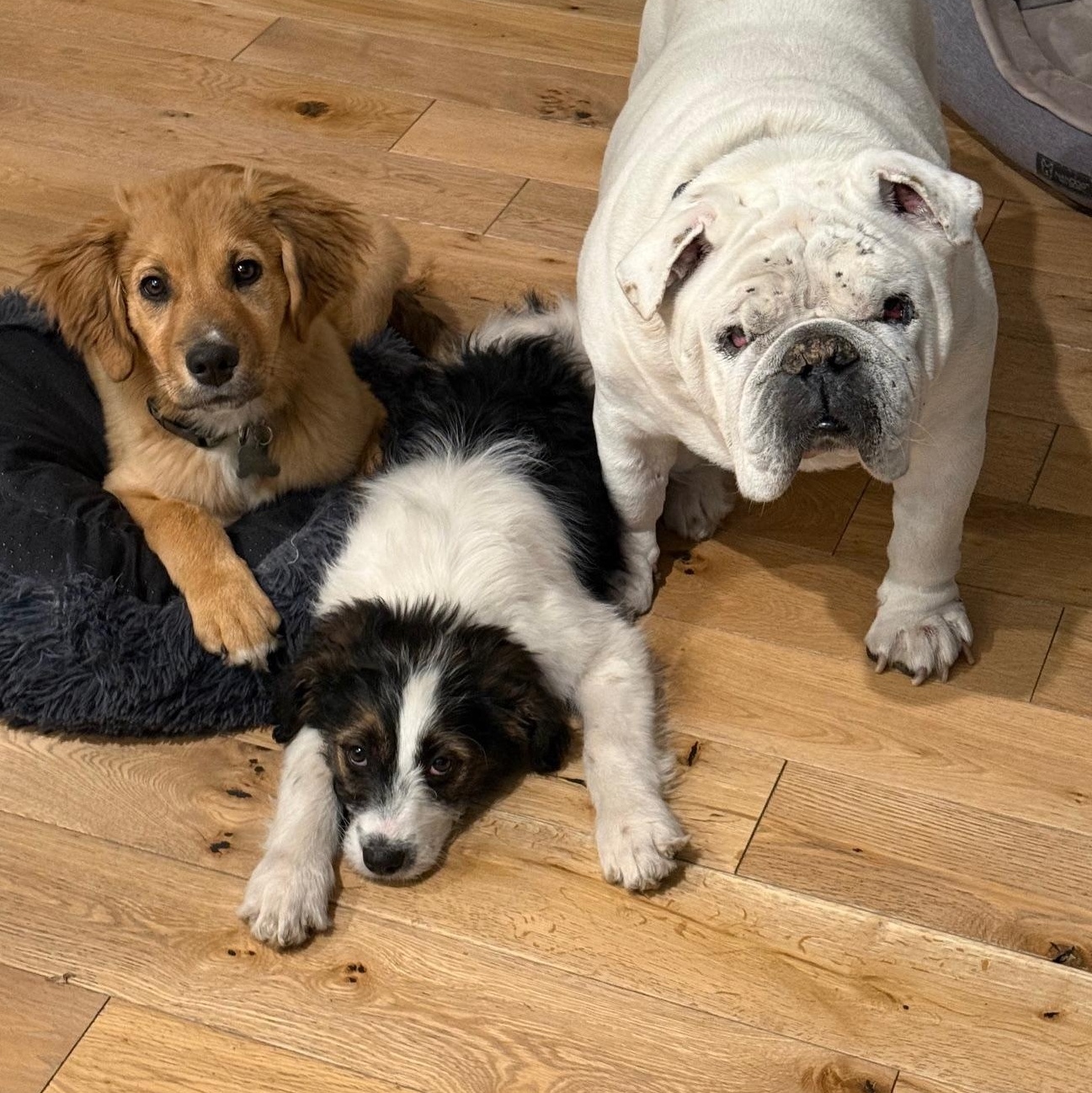 Enlarge Christin, a ADOPTABLE mixed breed in Richmond, VA image 4/6