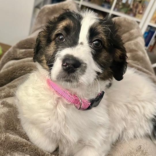 Enlarge Christin, a ADOPTABLE mixed breed in Richmond, VA image 1/6