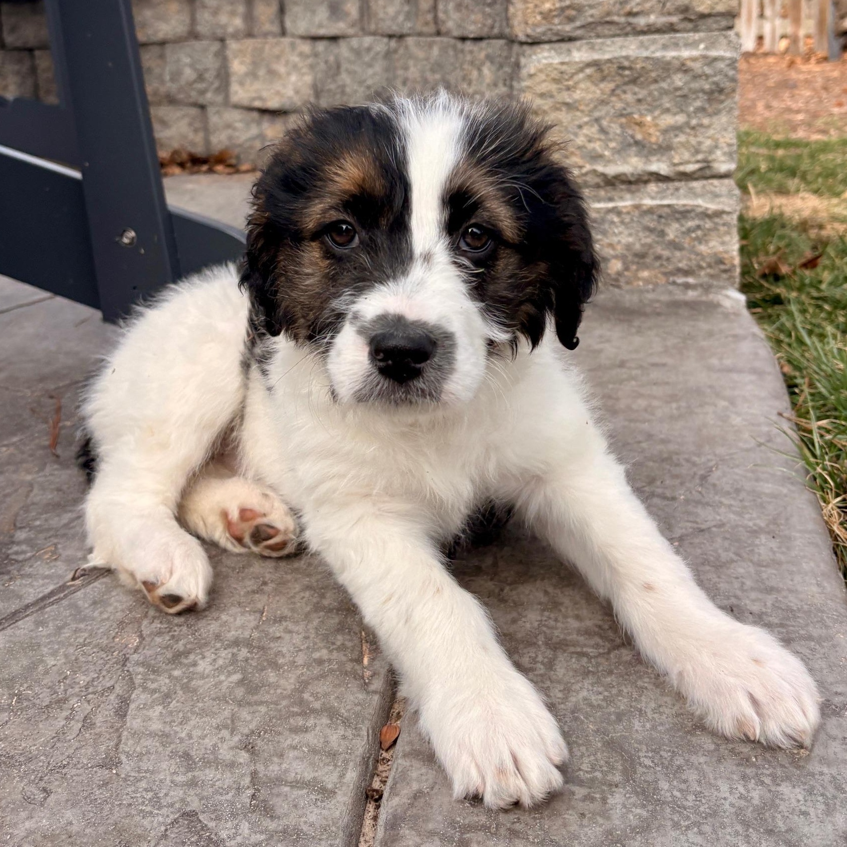 Enlarge Christin, a ADOPTABLE mixed breed in Richmond, VA image 3/6