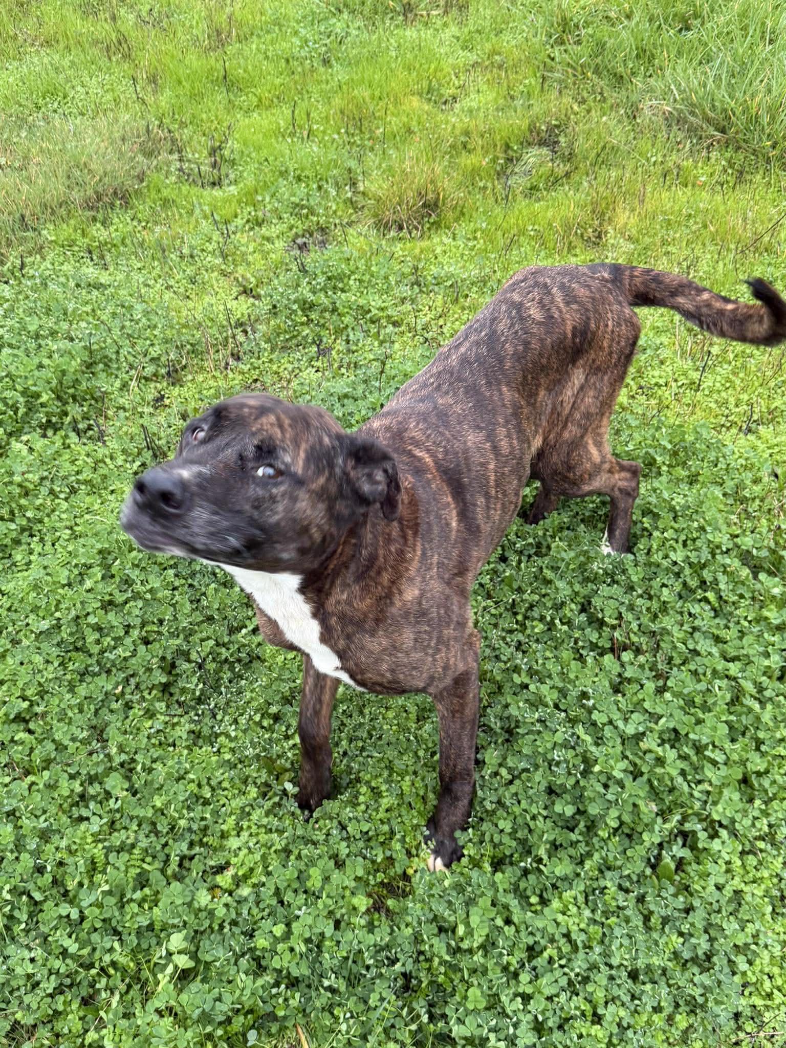 Enlarge Chloe , a Adoptable mixed breed in Roseburg, OR image 3/6