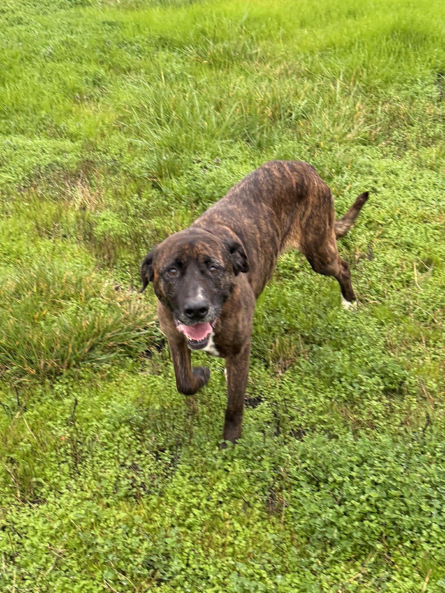 Enlarge Chloe , a Adoptable mixed breed in Roseburg, OR image 2/6