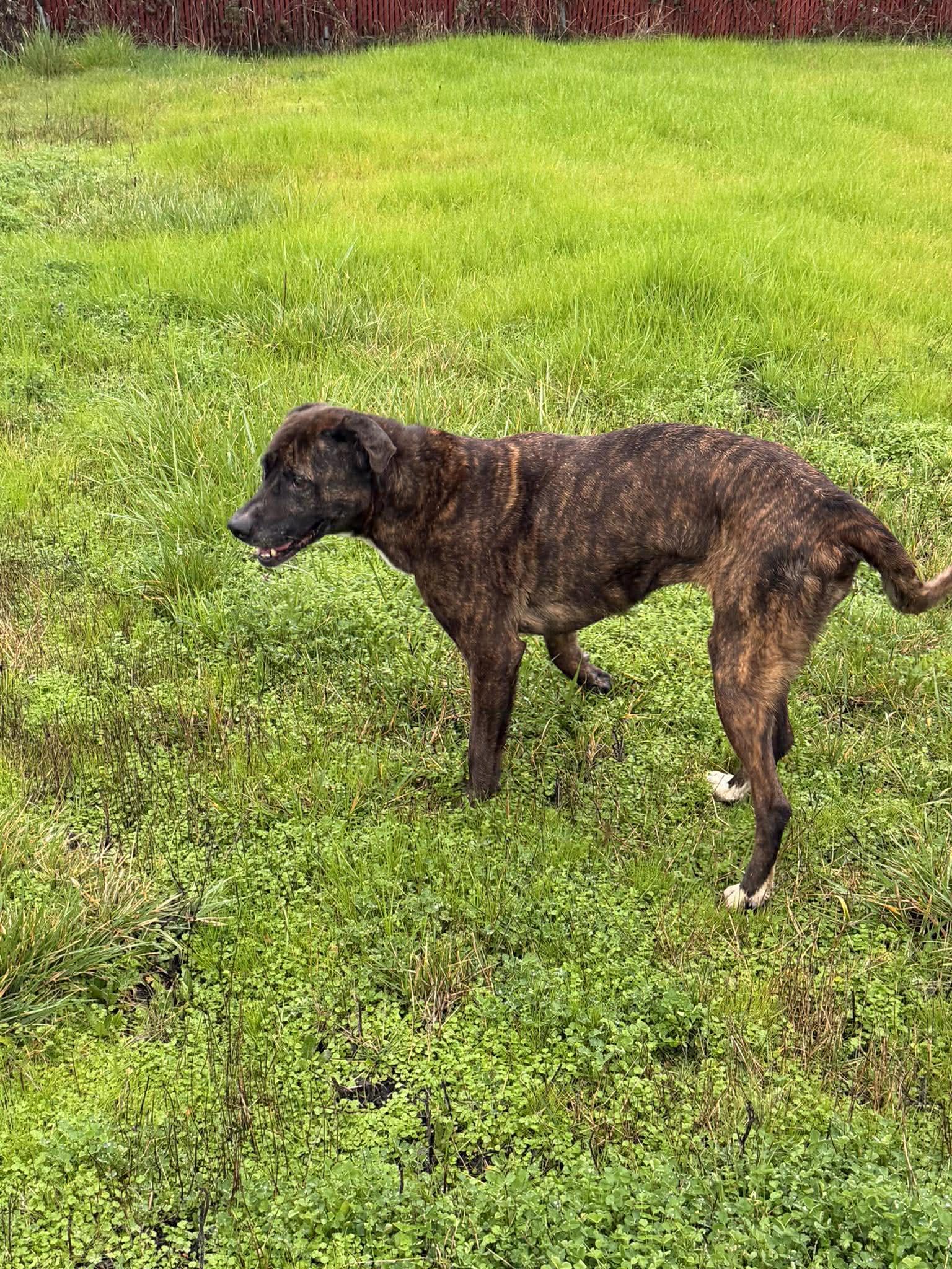 Enlarge Chloe , a Adoptable mixed breed in Roseburg, OR image 4/6