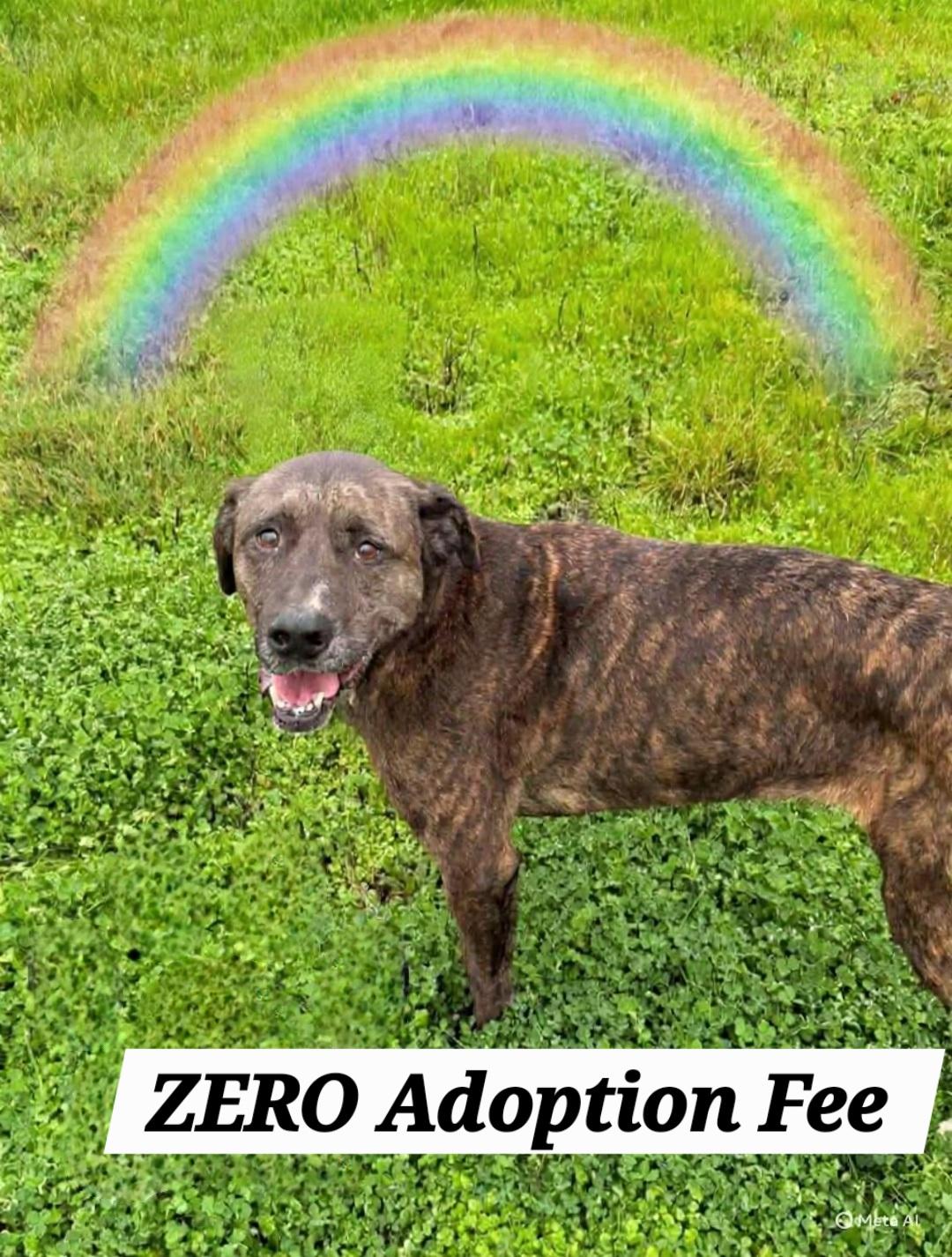 Enlarge Chloe , a Adoptable mixed breed in Roseburg, OR image 1/6