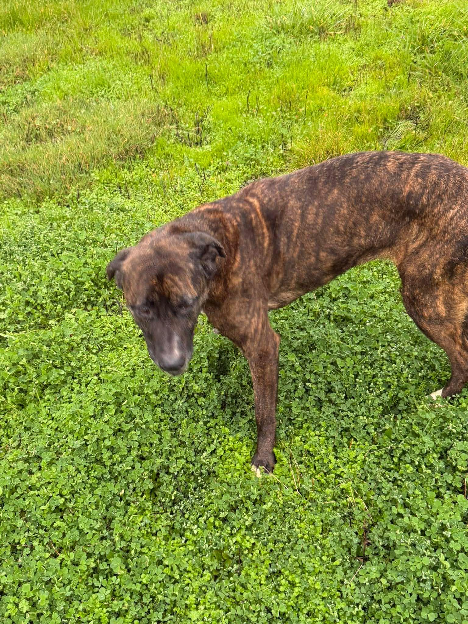 Enlarge Chloe , a Adoptable mixed breed in Roseburg, OR image 6/6