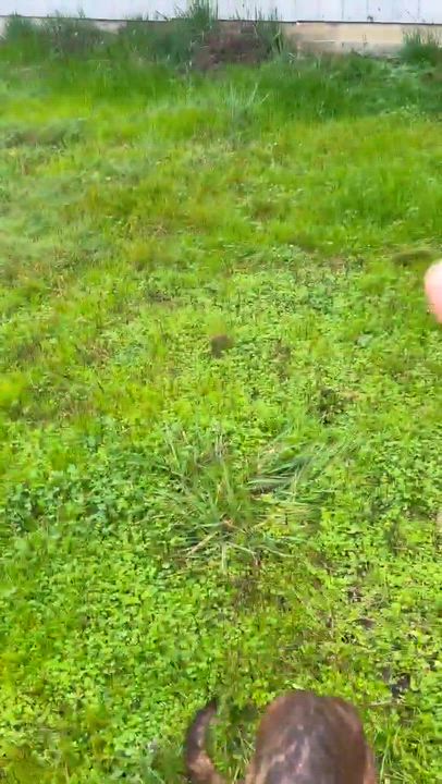 Enlarge Chloe , a Adoptable mixed breed in Roseburg, OR video 5/6