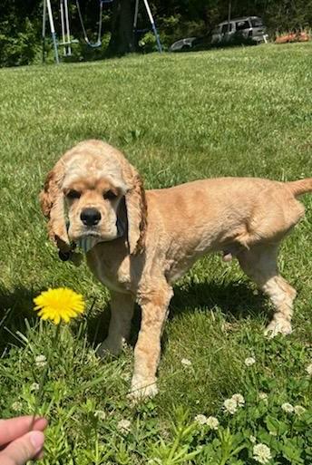 Copper, Young Male Cocker Spaniel