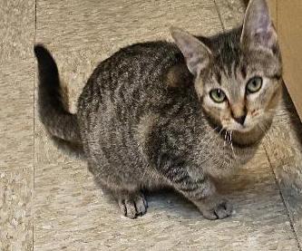 Enlarge Dolly, a Adoptable Tabby in Tulsa, OK image 2/3
