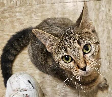 Dolly, Adoptable, Young Female Tabby.