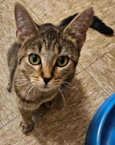 Enlarge Dolly, a Adoptable Tabby in Tulsa, OK image 3/3