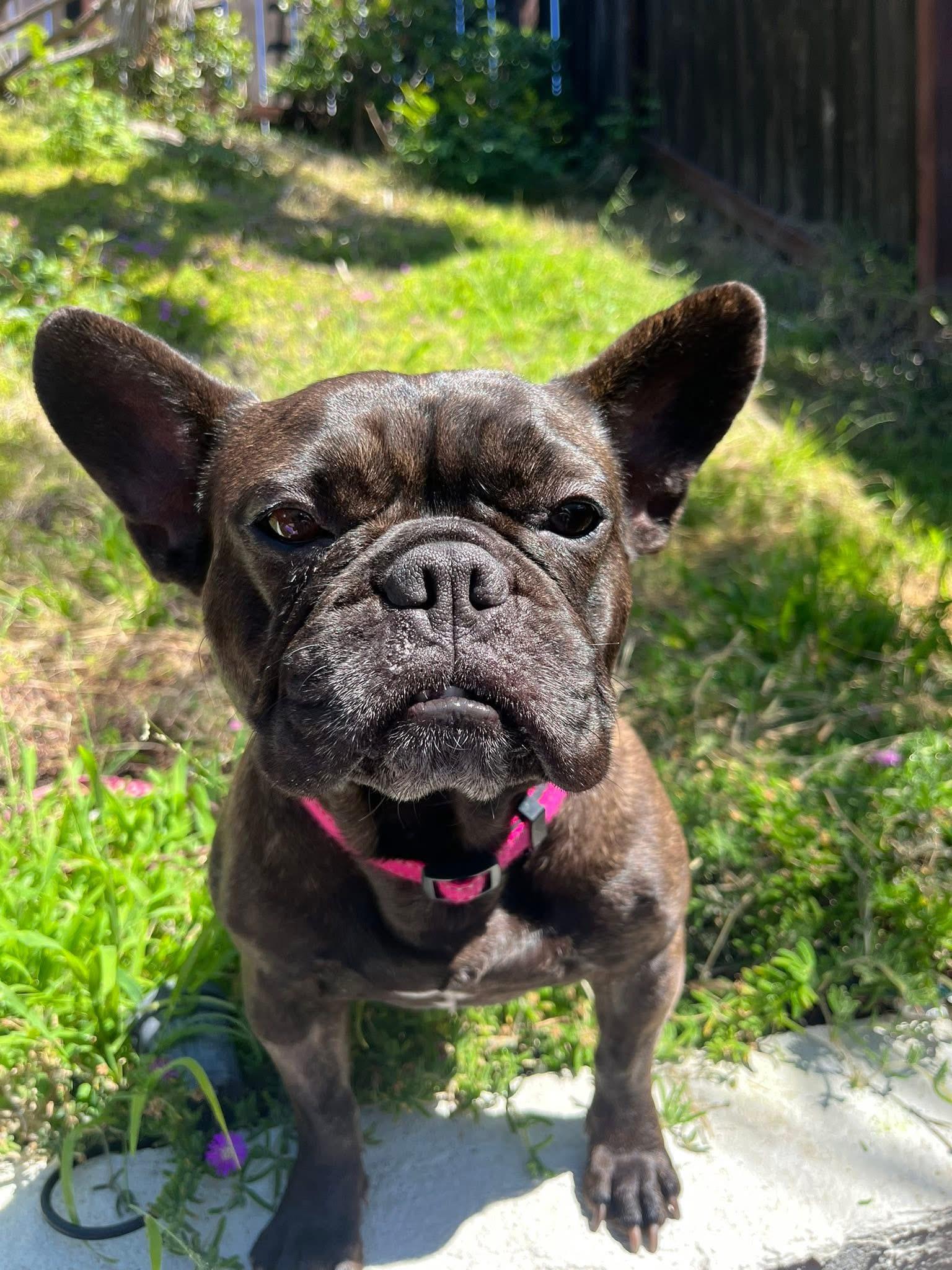 Enlarge Misha, a ADOPTABLE French Bulldog in CLAREMONT, CA image 5/5