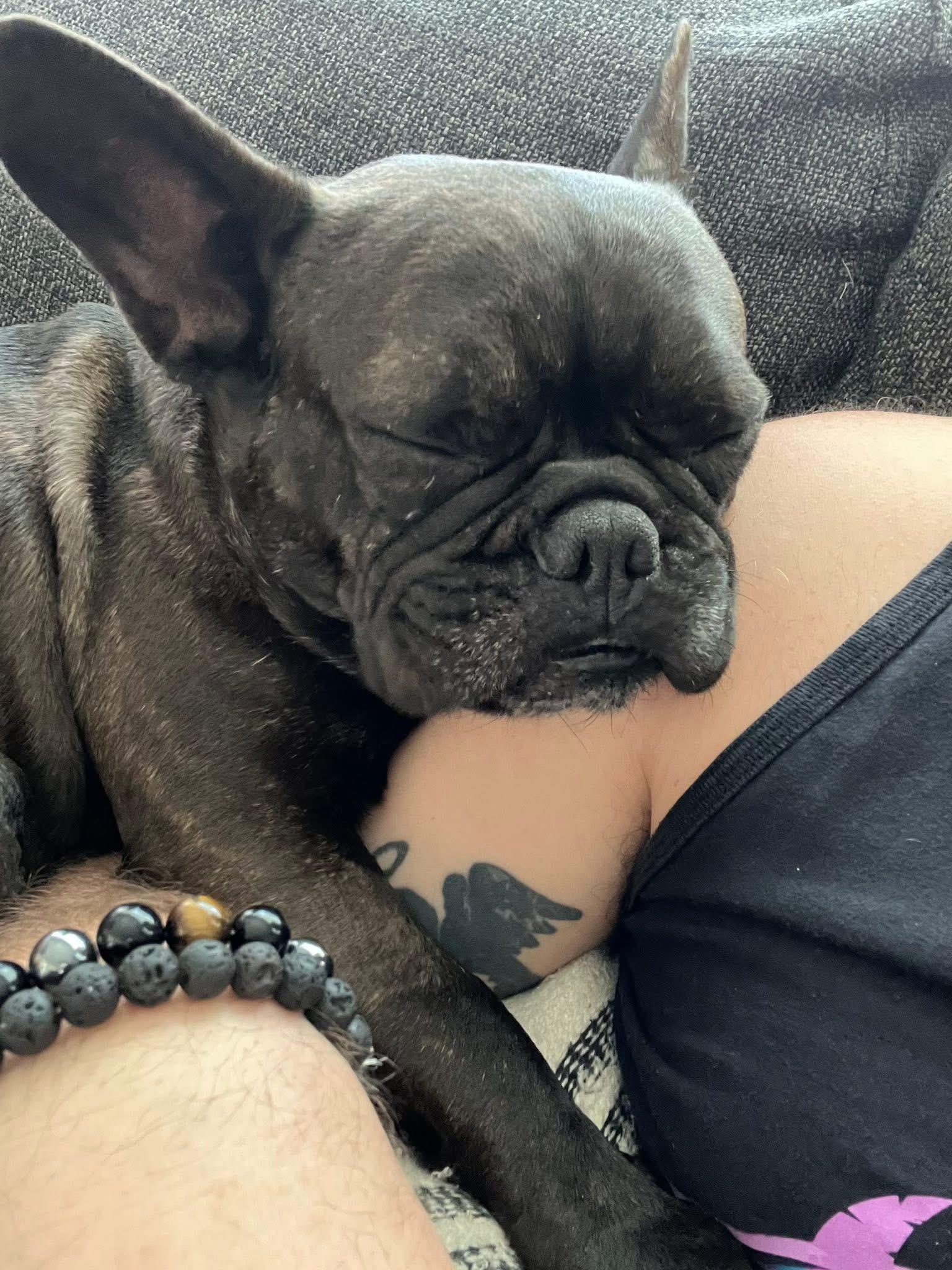 Enlarge Misha, a ADOPTABLE French Bulldog in CLAREMONT, CA image 3/5