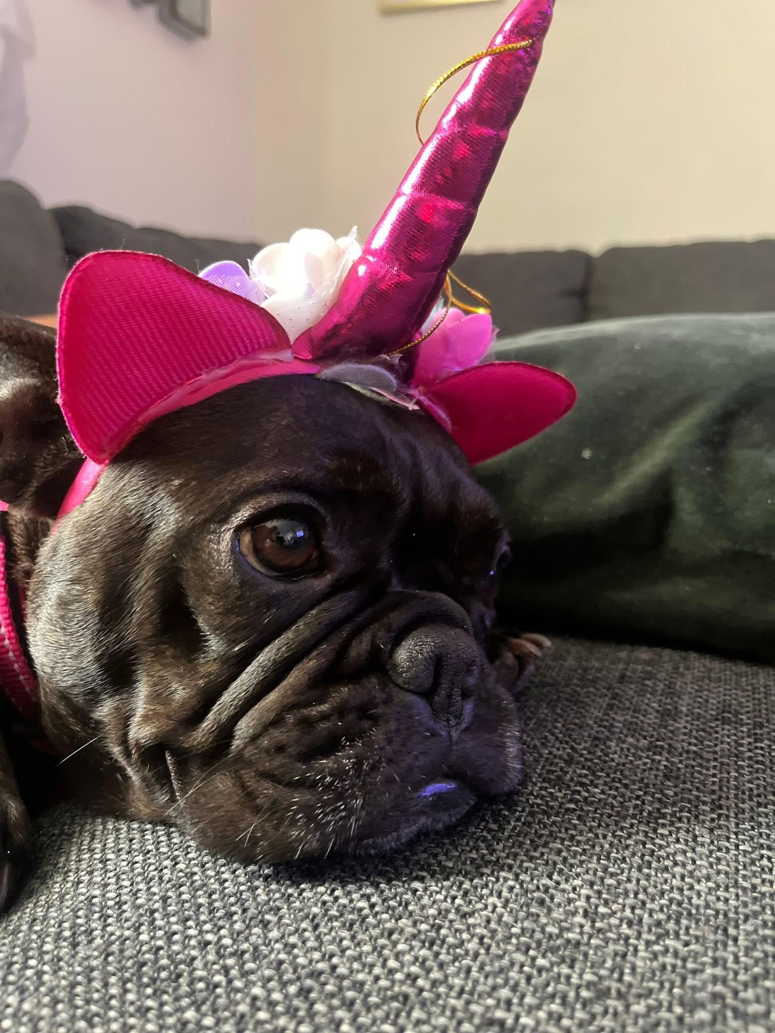 Enlarge Misha, a ADOPTABLE French Bulldog in CLAREMONT, CA image 2/5