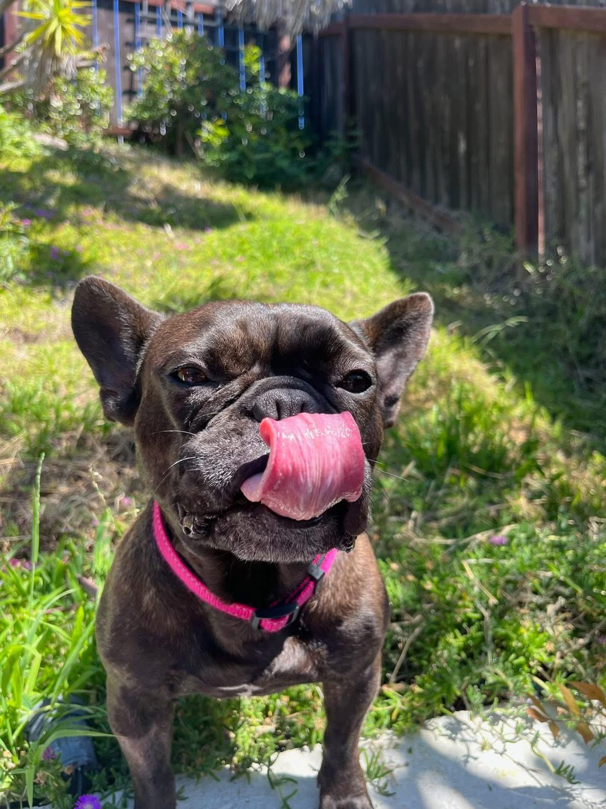 Enlarge Misha, a ADOPTABLE French Bulldog in CLAREMONT, CA image 1/5