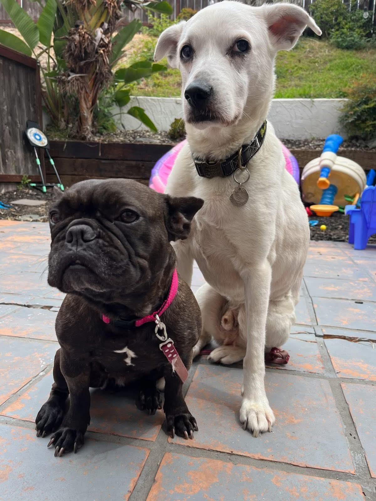 Enlarge Misha, a ADOPTABLE French Bulldog in CLAREMONT, CA image 4/5