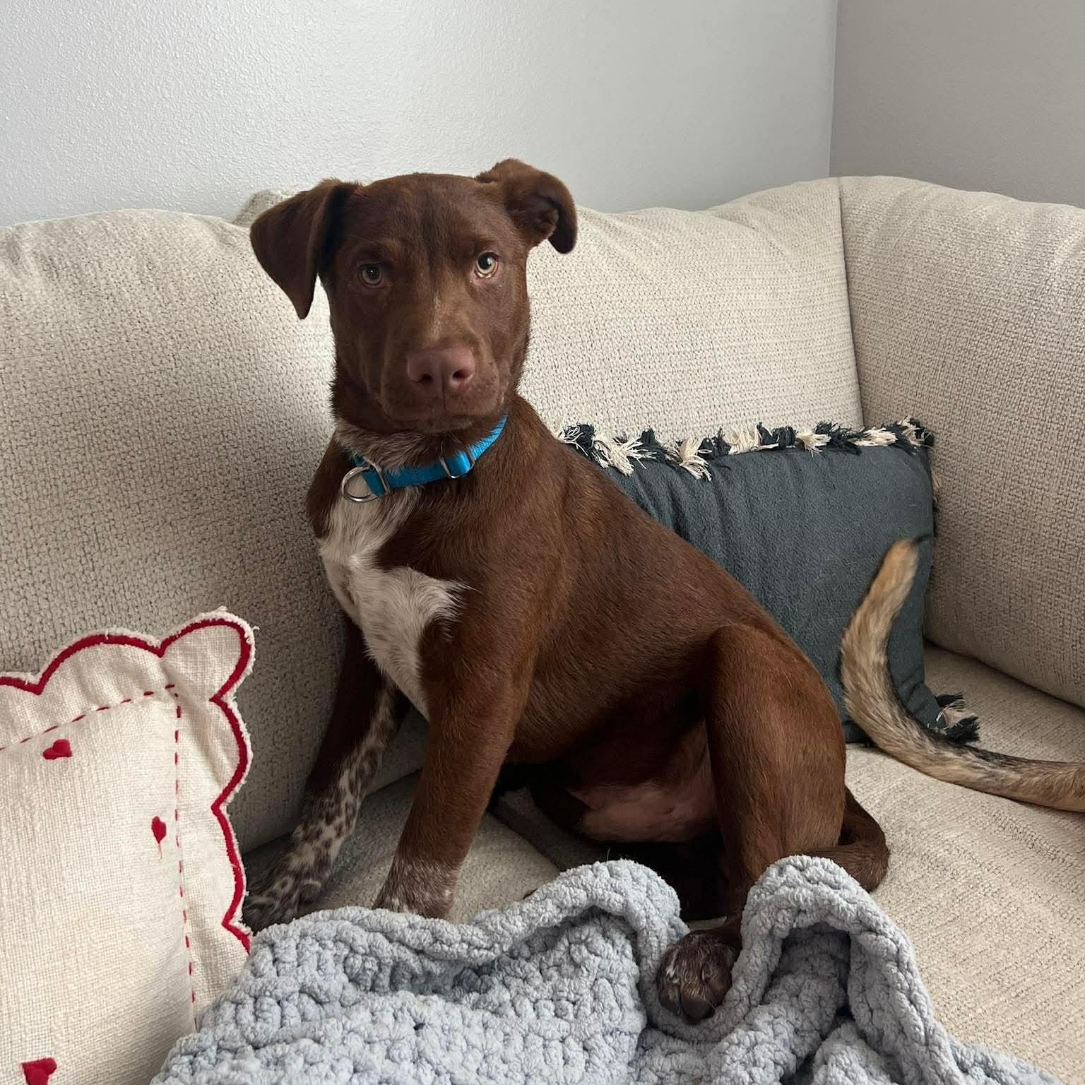 Smokey, ADOPTABLE, Puppy Male Labrador Retriever.