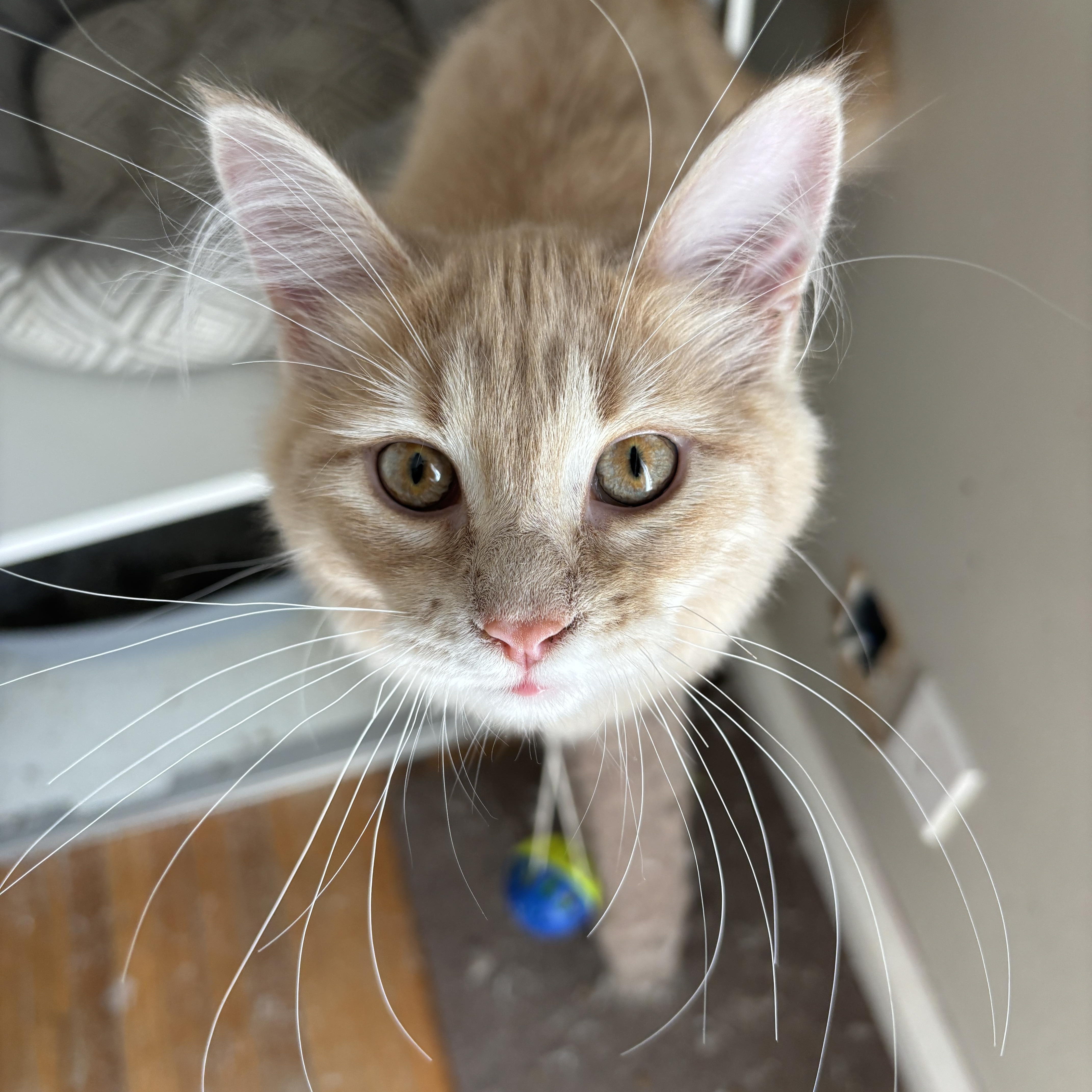 ESMERALDA, an adopted Domestic Long Hair in Shakespeare, ON image 1/5