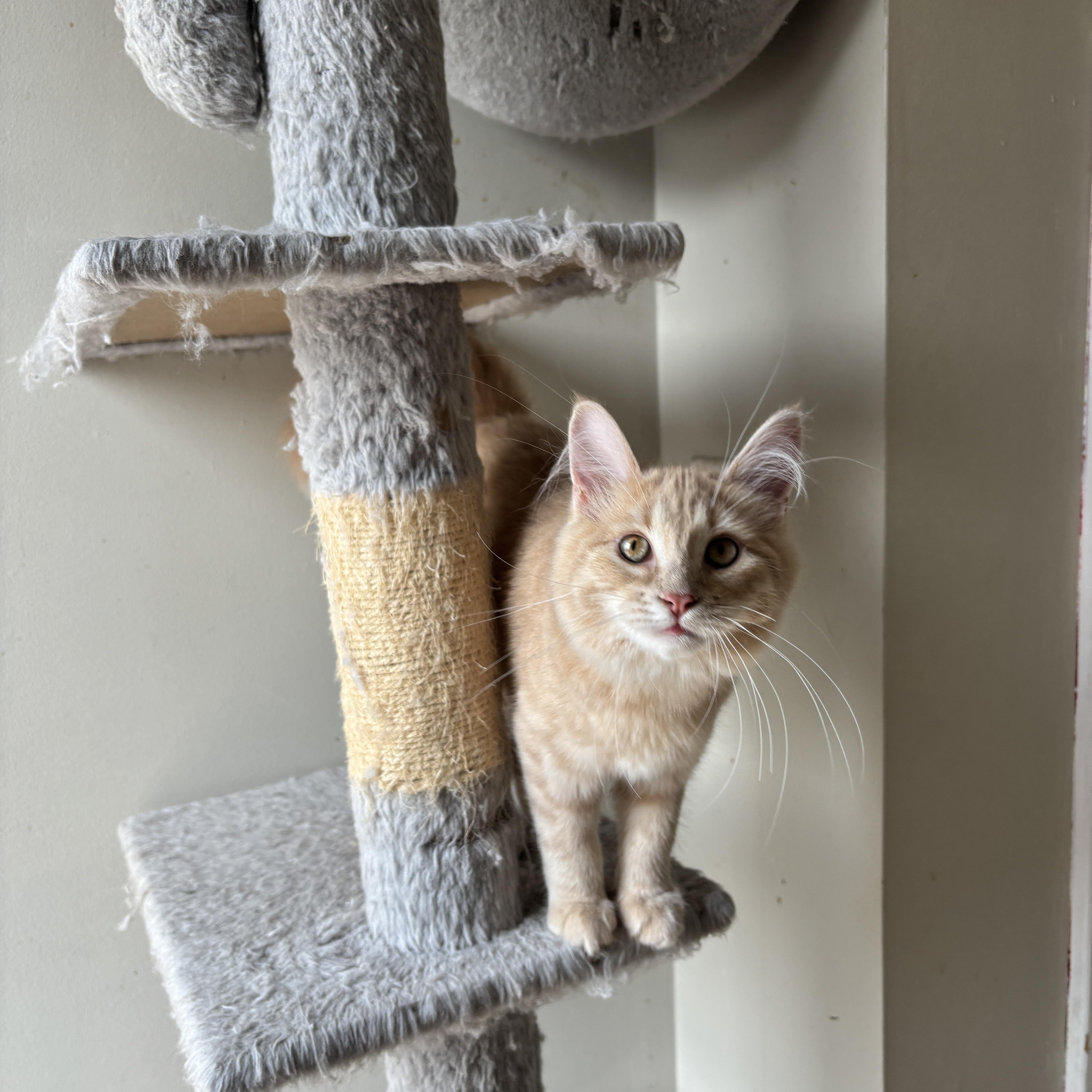 ESMERALDA, an adopted Domestic Long Hair in Shakespeare, ON image 4/5