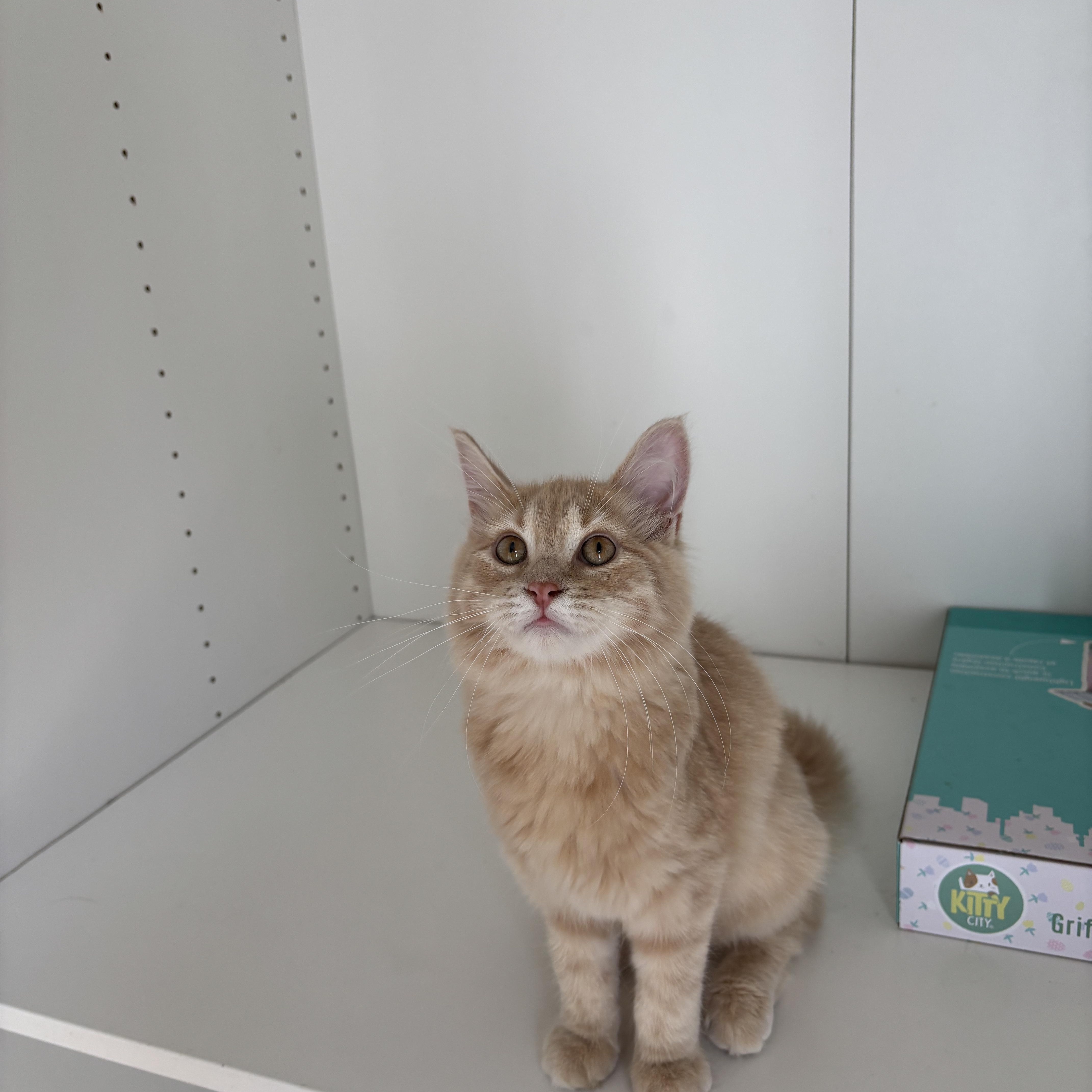 ESMERALDA, an adopted Domestic Long Hair in Shakespeare, ON image 2/5