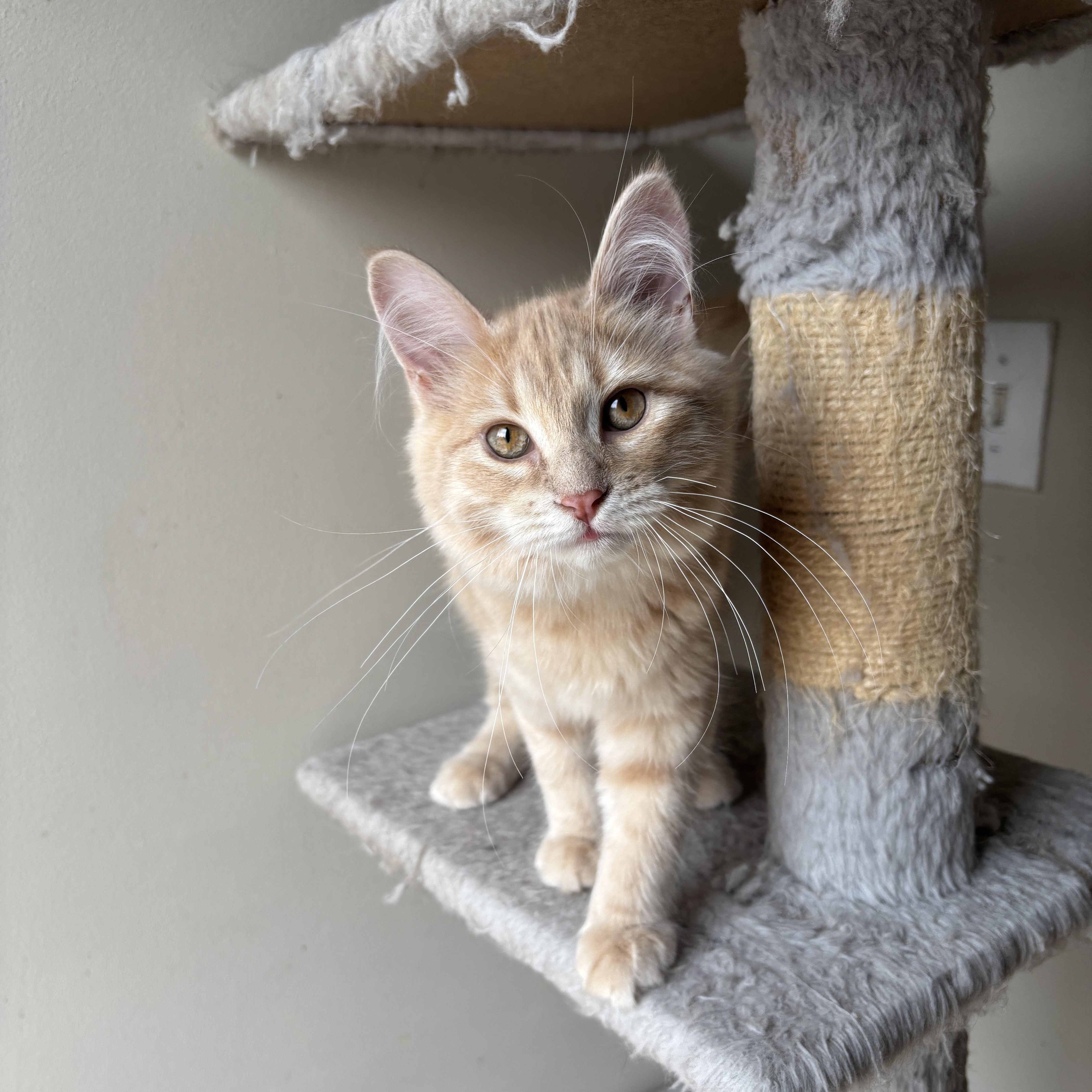 ESMERALDA, an adopted Domestic Long Hair in Shakespeare, ON image 5/5