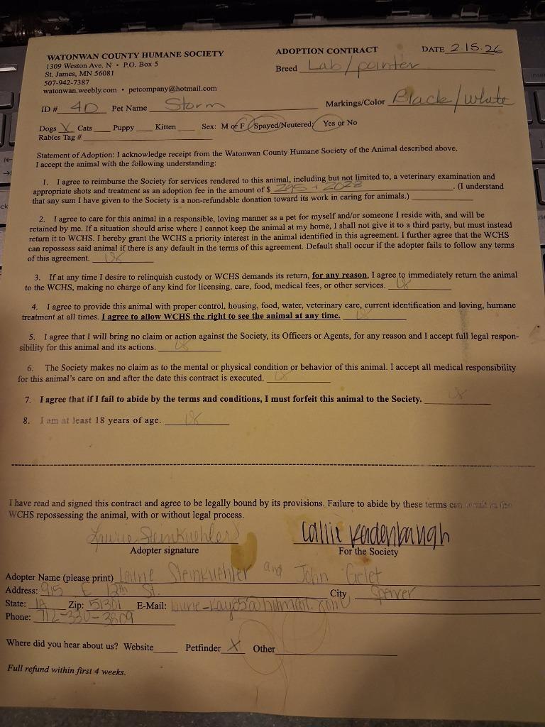 Storm, Adopted, Young Female Labrador Retriever & Pointer.