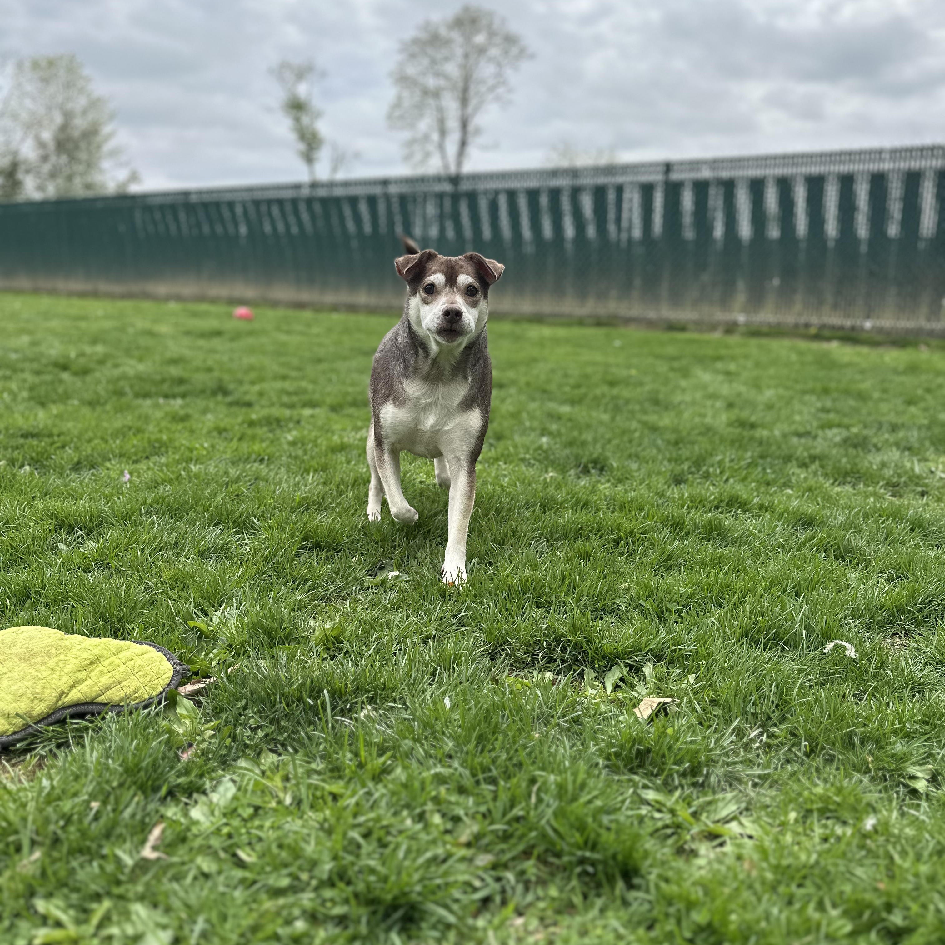 Luke , a ADOPTABLE mixed breed in Myerstown, PA image 3/4