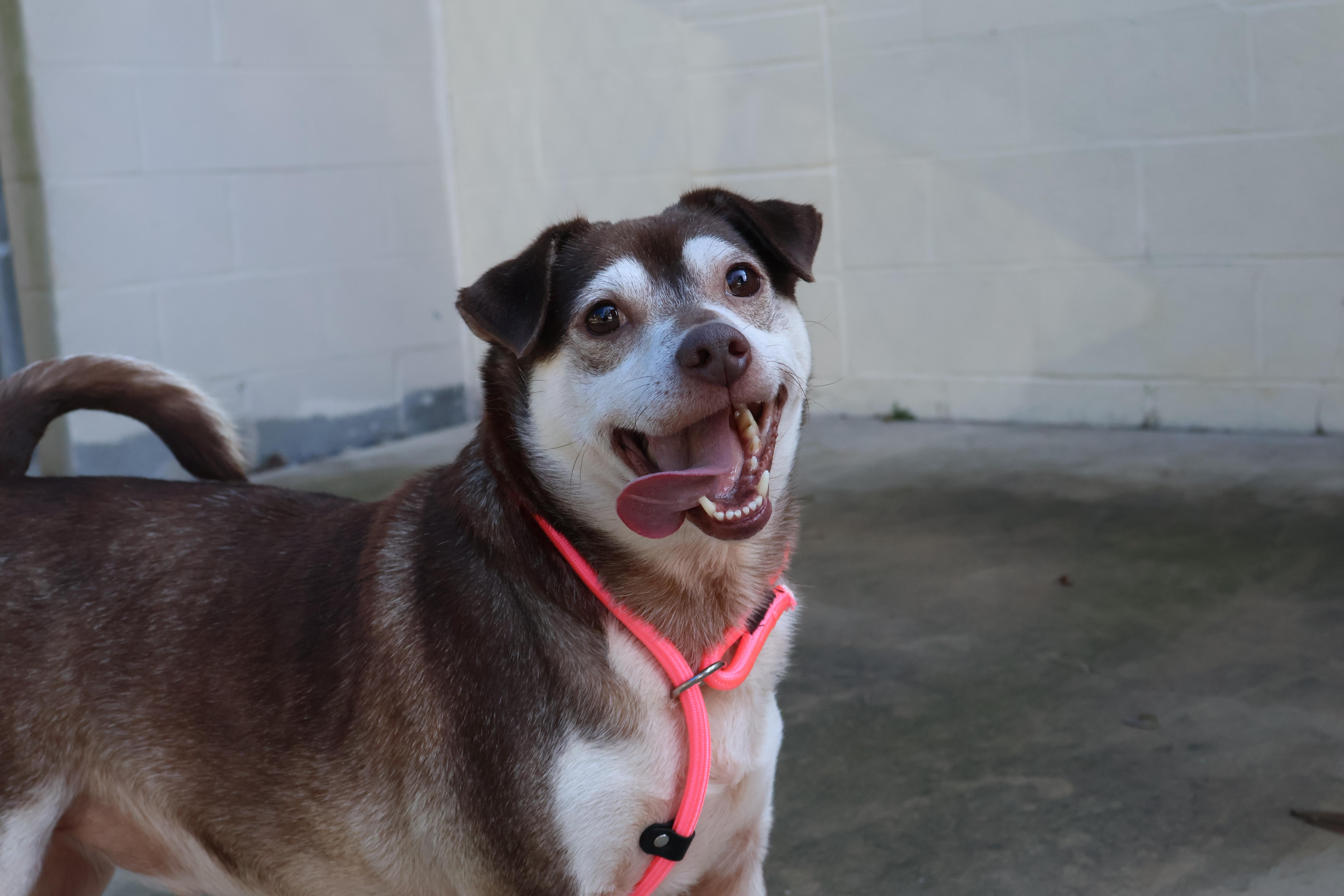 Enlarge Luke , a Adoptable mixed breed in Myerstown, PA image 2/6