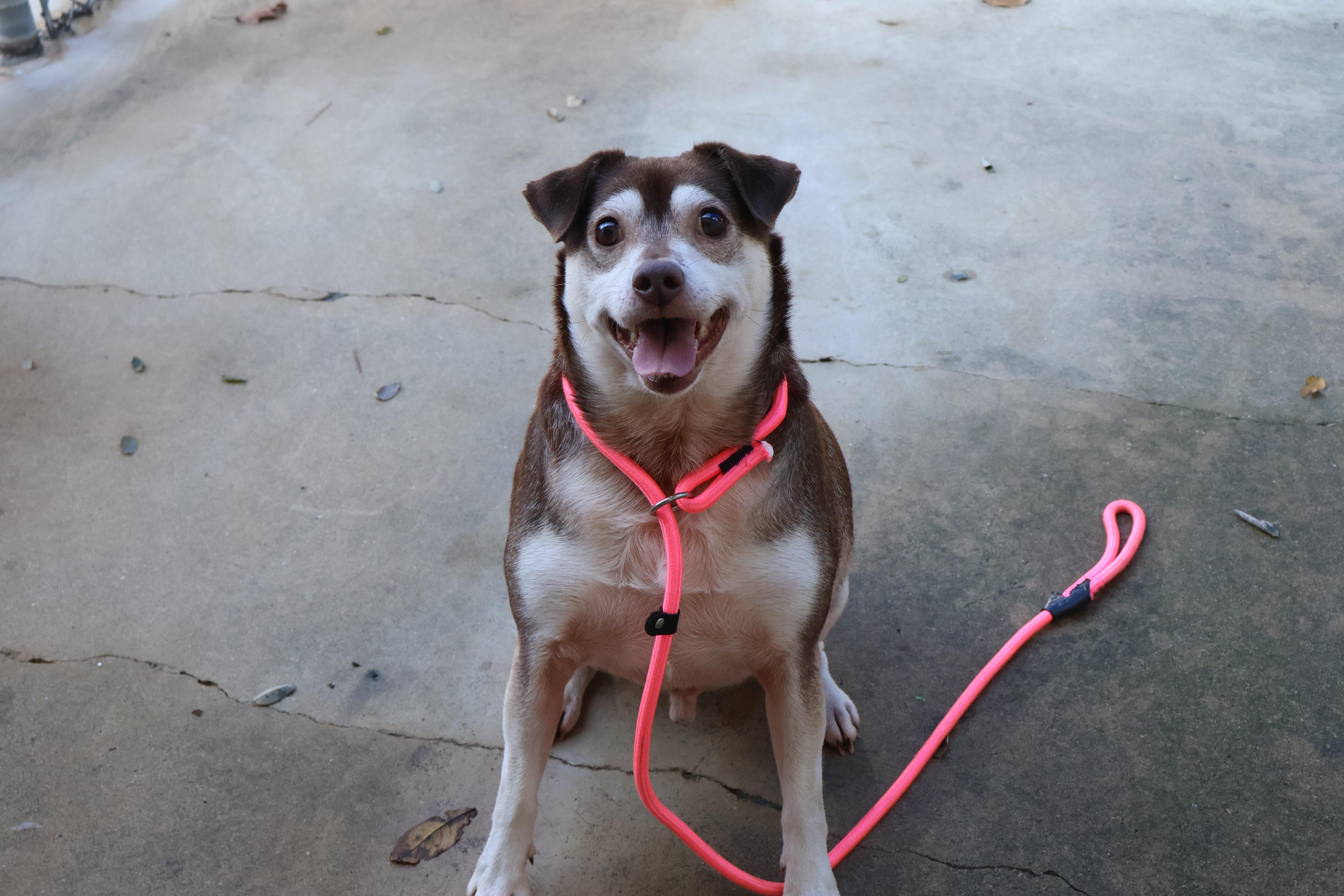 Enlarge Luke , a Adoptable mixed breed in Myerstown, PA image 4/6