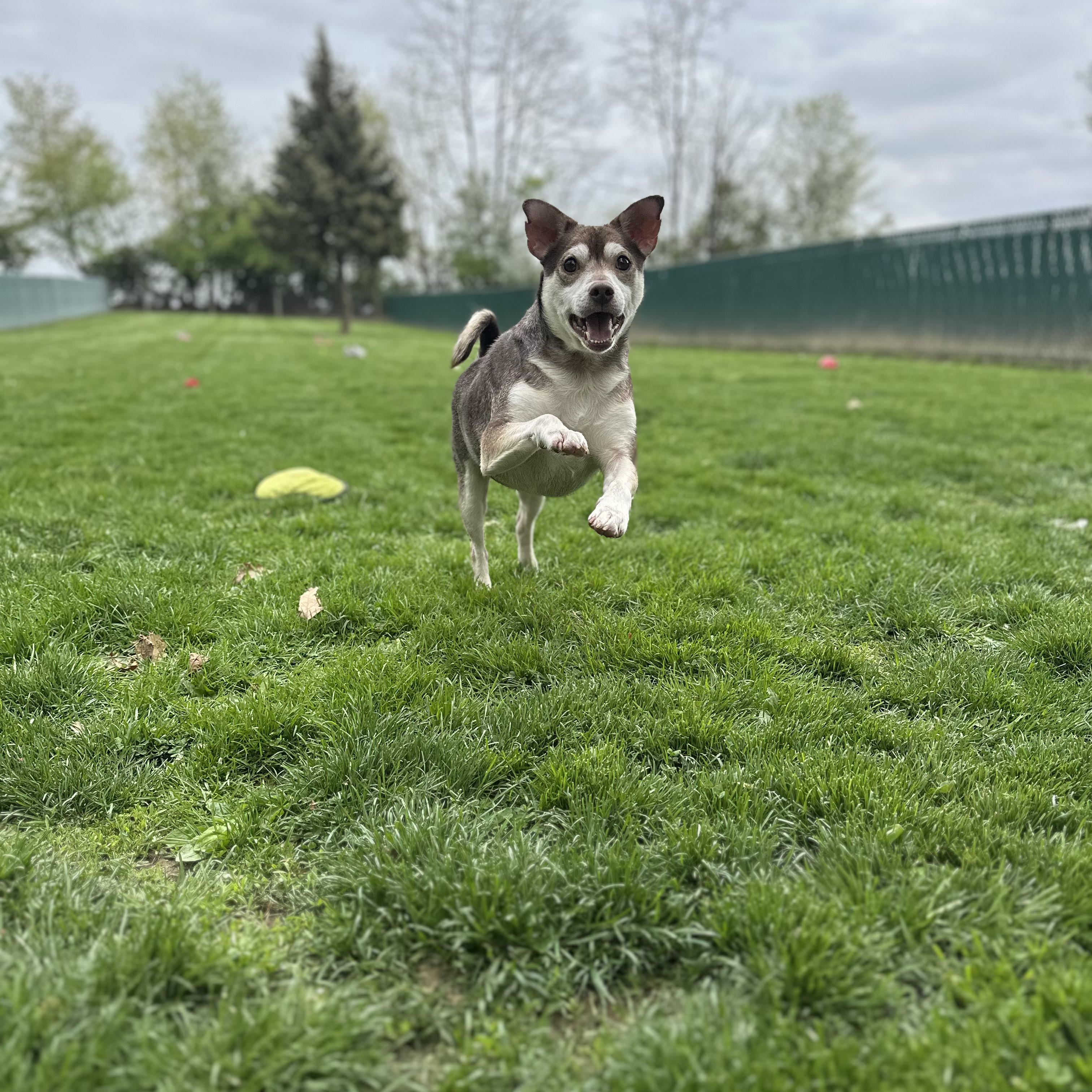 Luke , a ADOPTABLE mixed breed in Myerstown, PA image 2/4