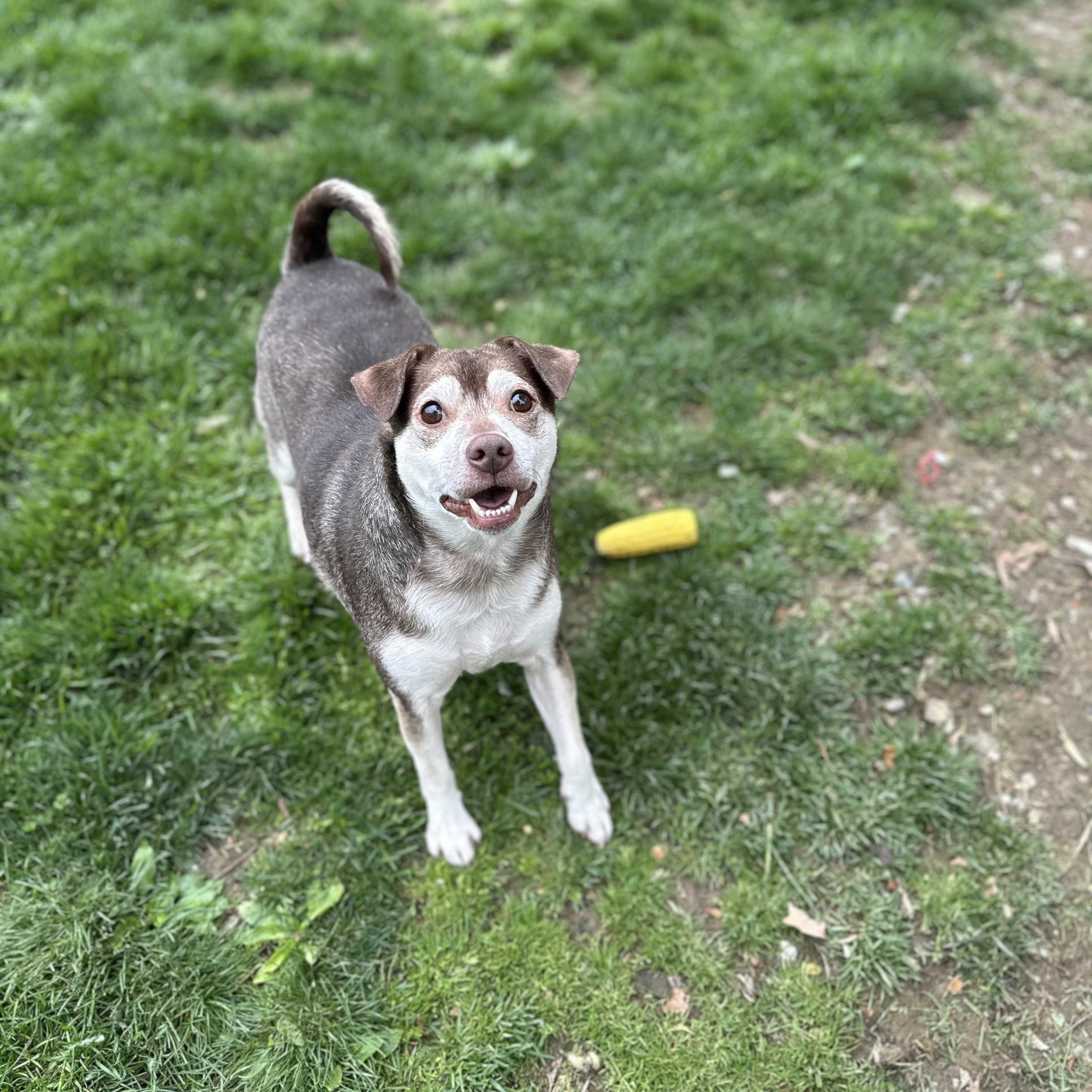 Luke , ADOPTABLE, Adult Male Mixed Breed.