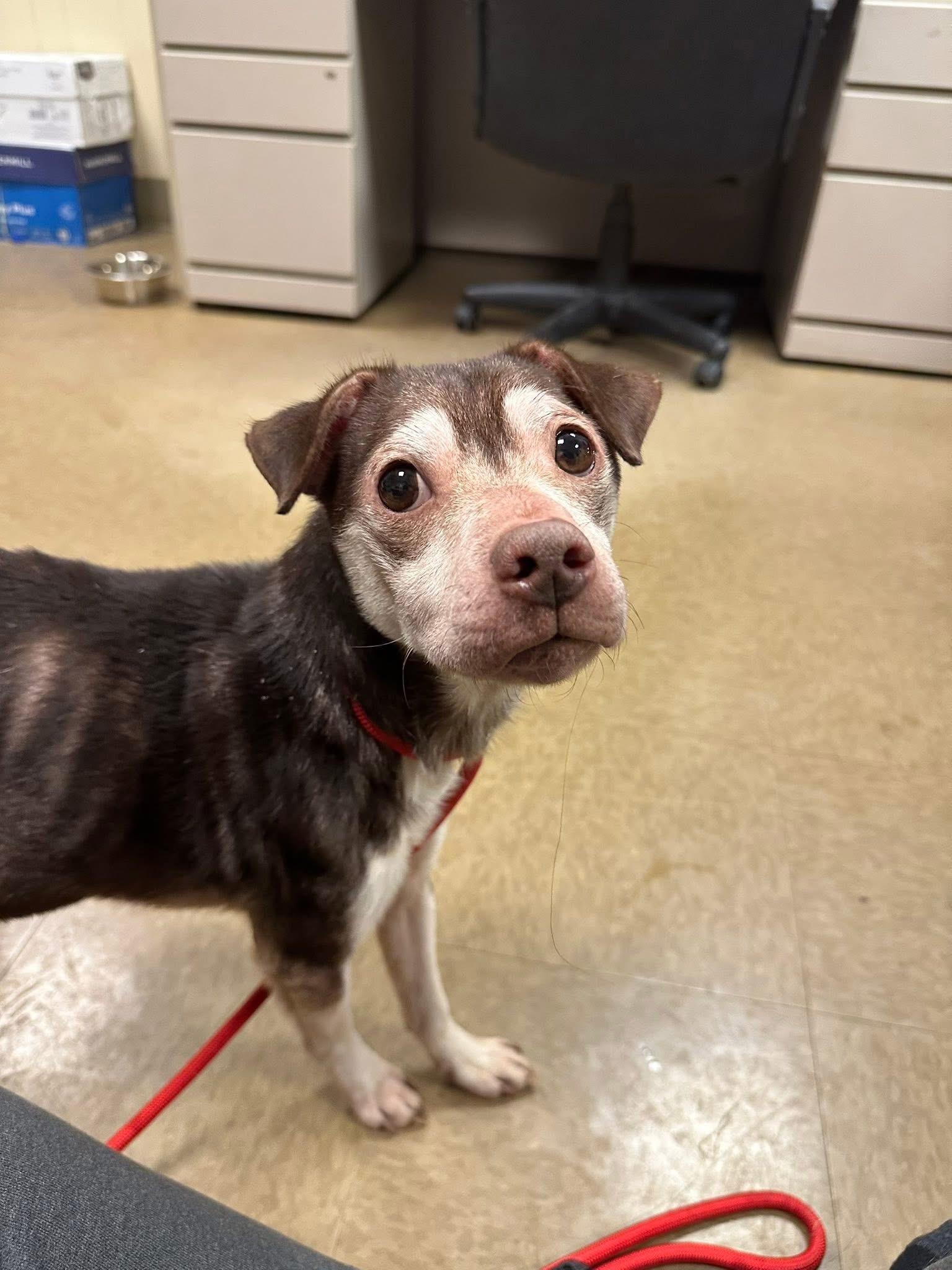 Luke , a ADOPTABLE mixed breed in Myerstown, PA image 4/4