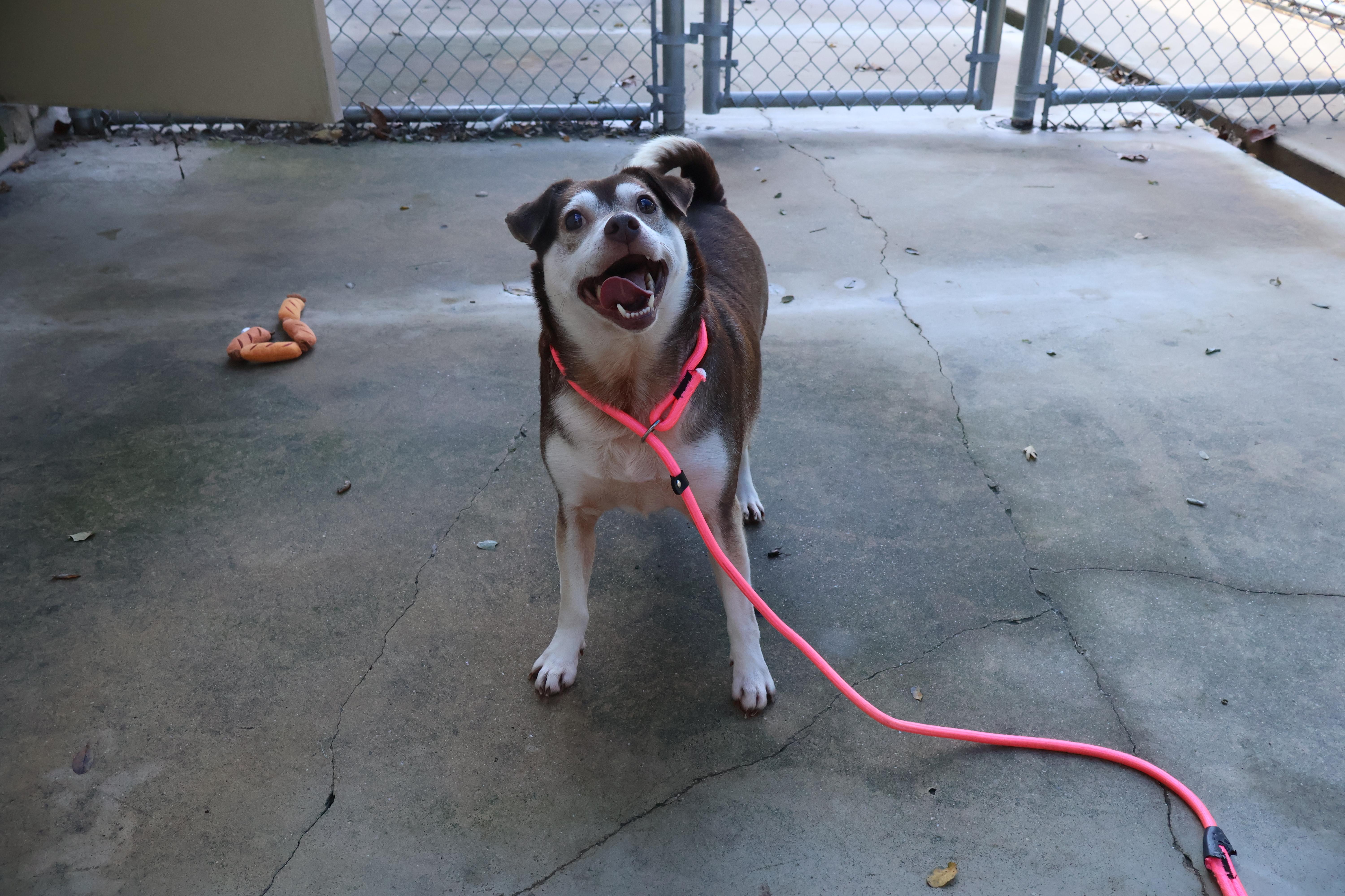 Enlarge Luke , a Adoptable mixed breed in Myerstown, PA image 6/6