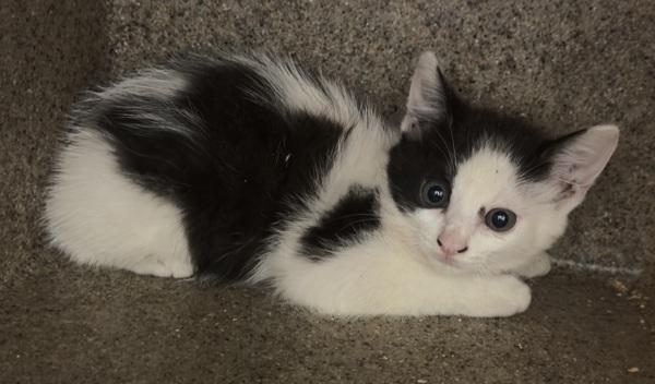 Enlarge If12c Mimi, a Adoptable mixed breed in Lawrenceville, GA image 1/1