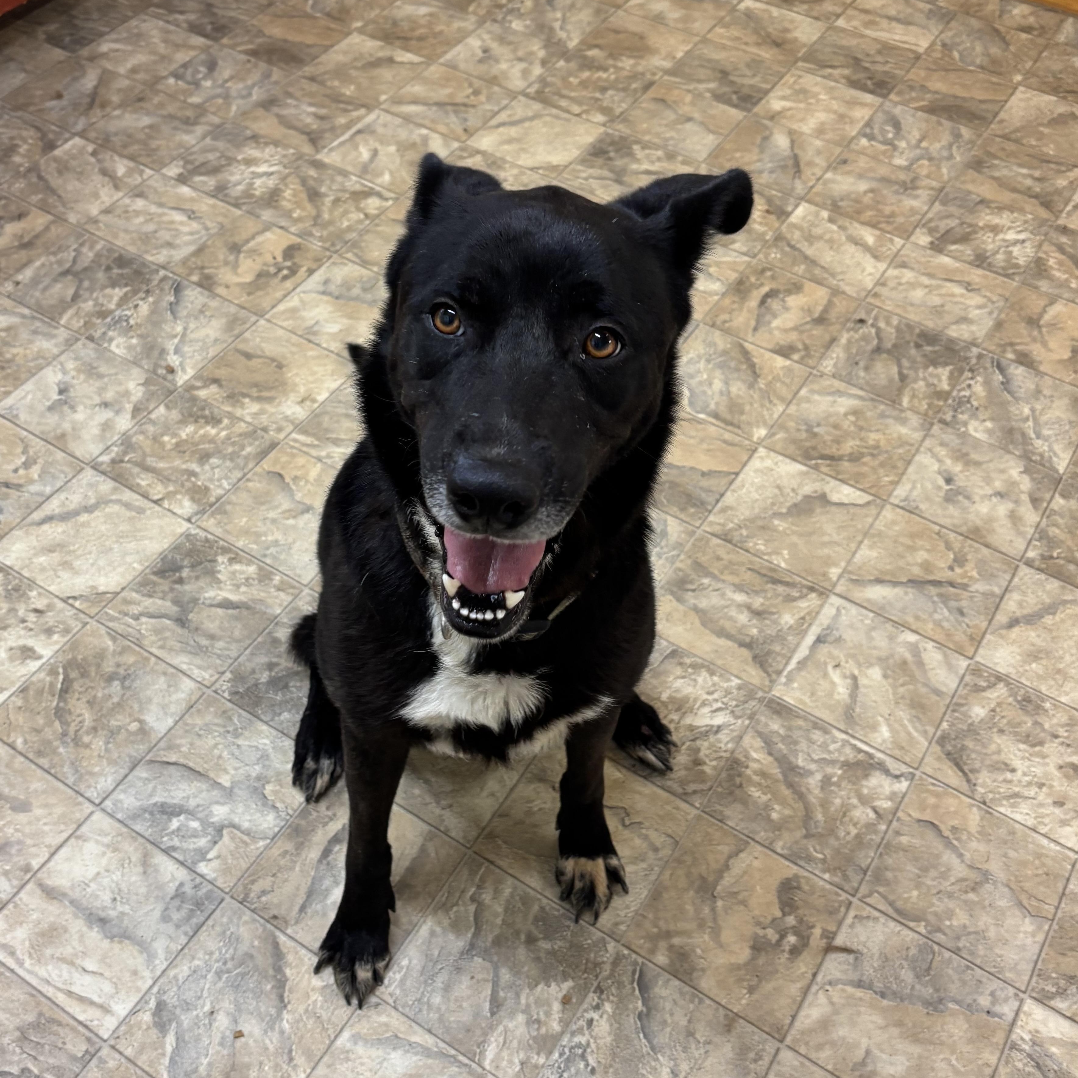 Cameron, a Adoptable mixed breed in Pilot Point, TX image 1/3