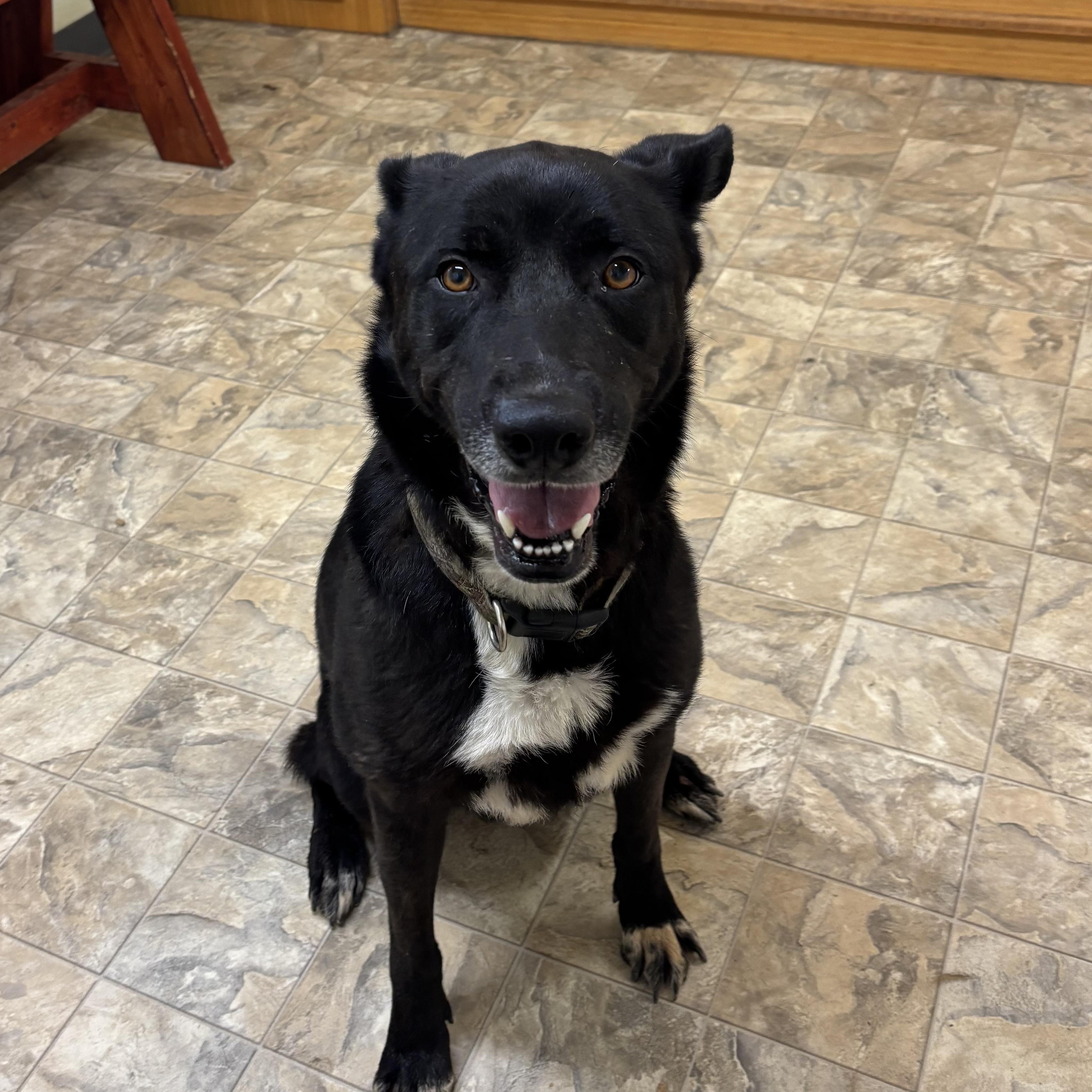 Cameron, a Adoptable mixed breed in Pilot Point, TX image 2/3