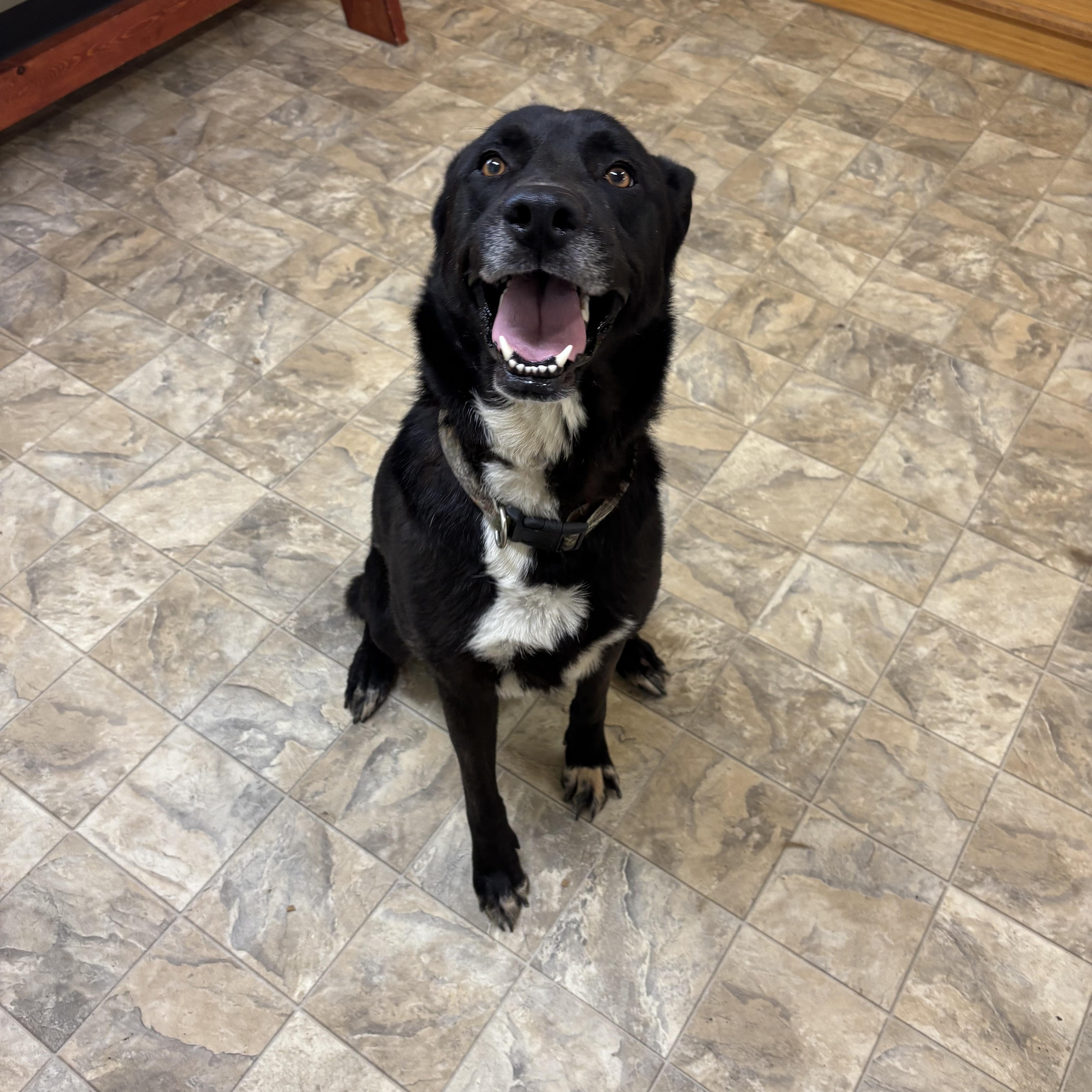 Cameron, a Adoptable mixed breed in Pilot Point, TX image 3/3