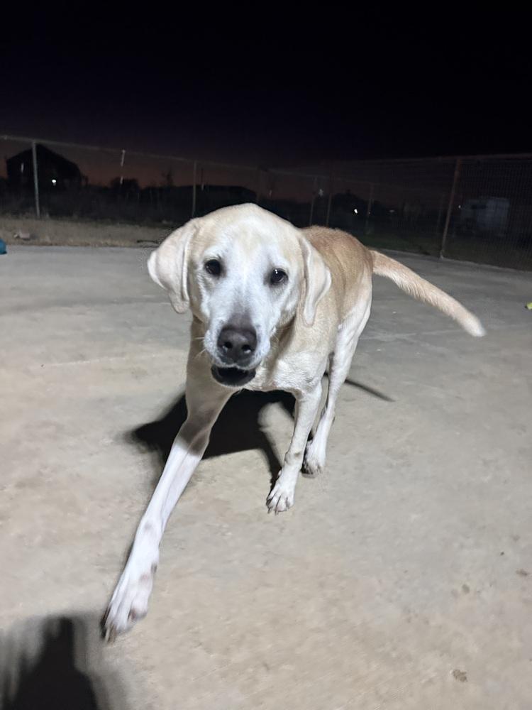 Enlarge Nalah, a Adoptable mixed breed in Sanger, TX image 2/3