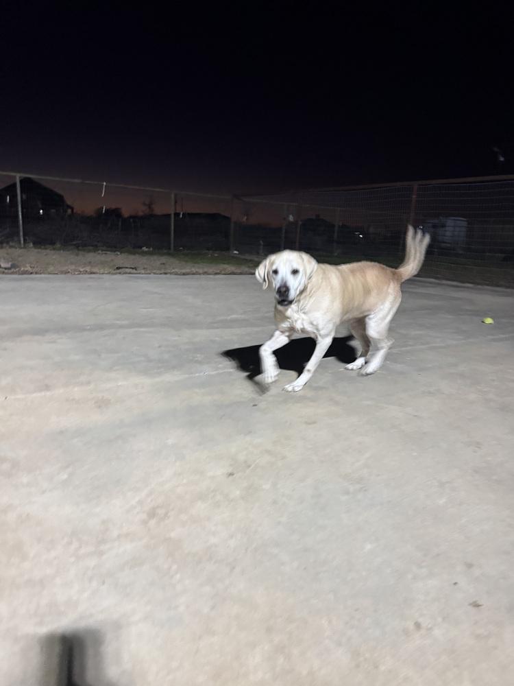 Enlarge Nalah, a Adoptable mixed breed in Sanger, TX image 3/3